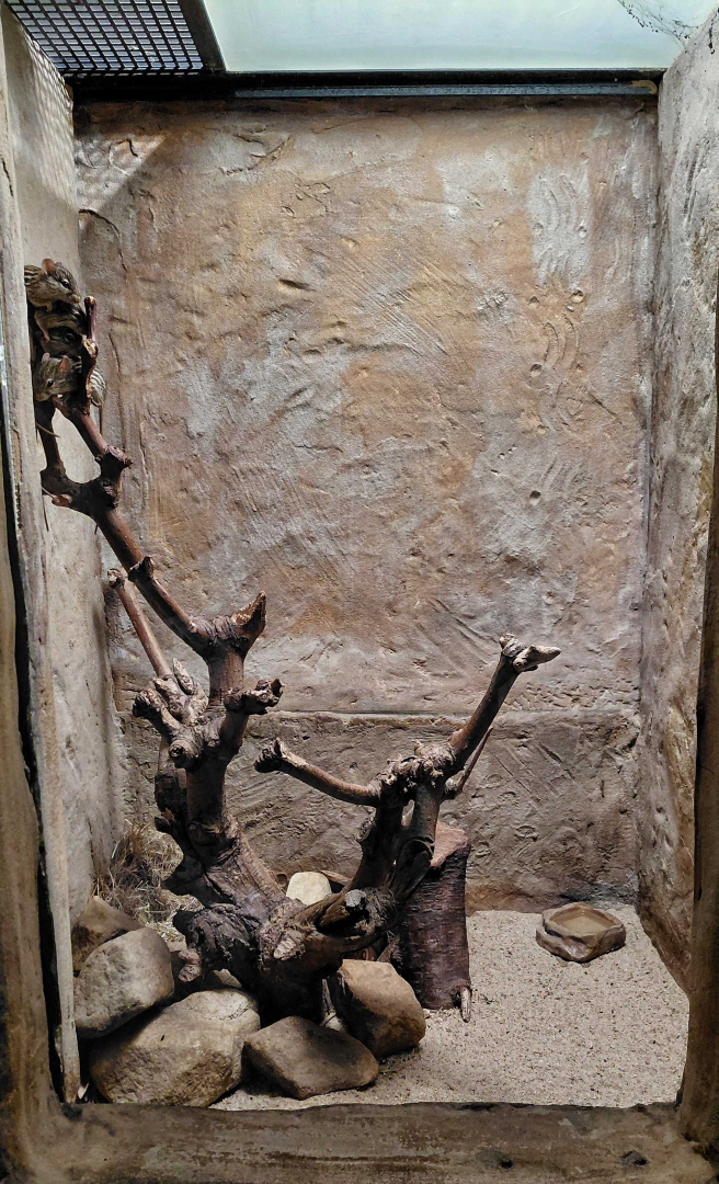 Barbary striped grass mouse exhibit