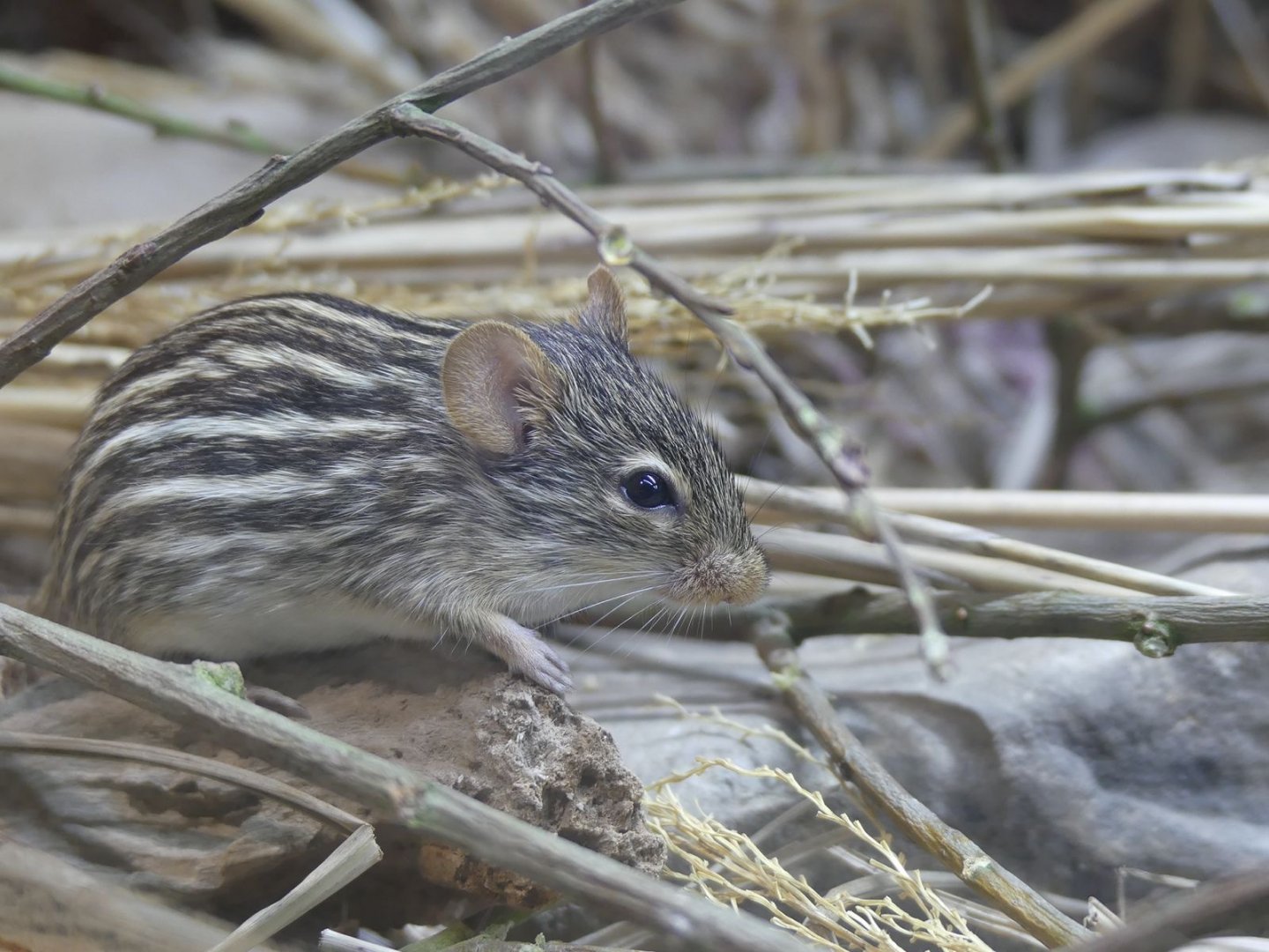 Barbary Striped Grass Mouse - Heart of Africa - 02.04.25