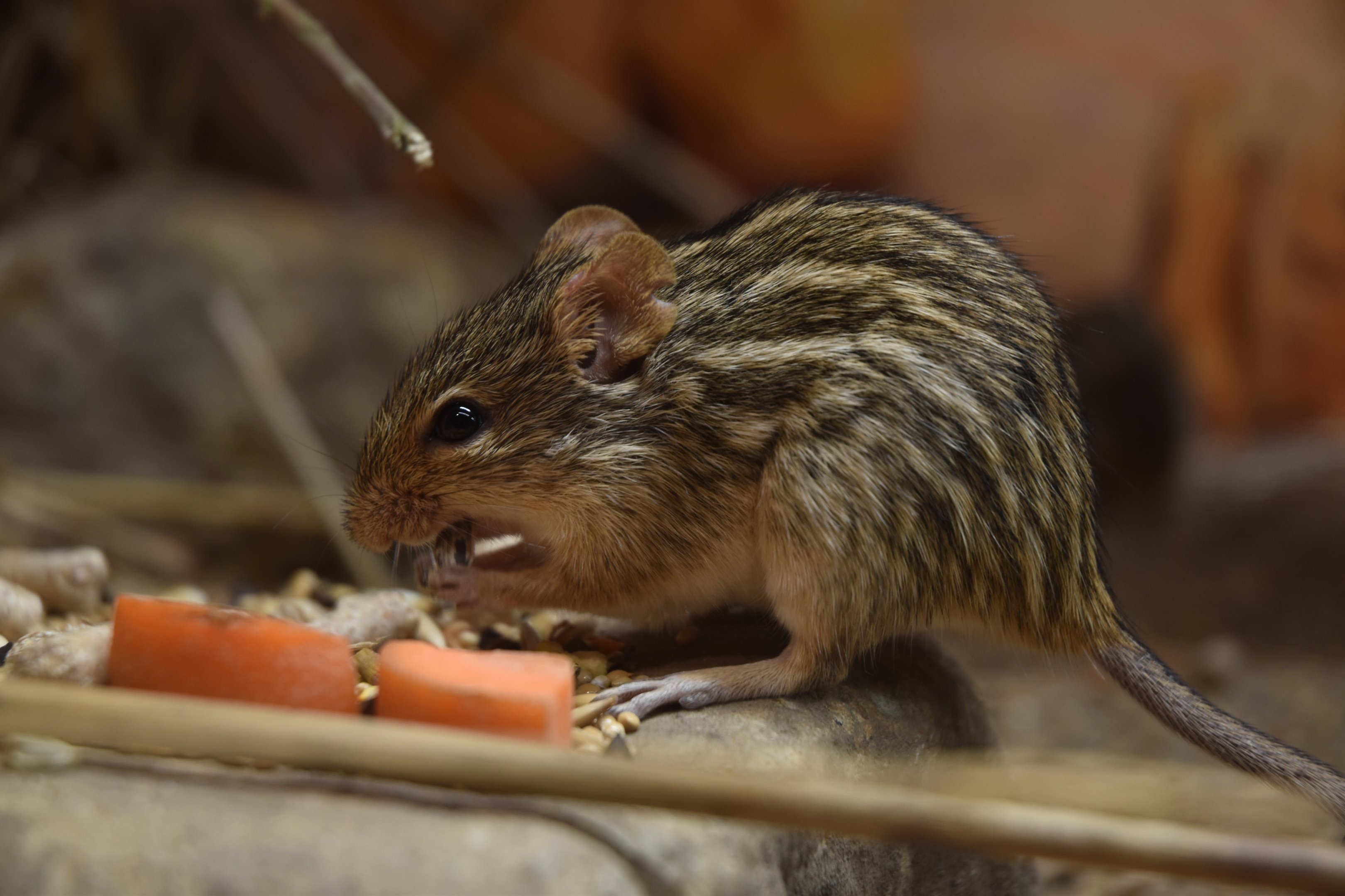 Barbary Striped Grass Mouse in Hidden Savannah, Heart of Africa at Chester, 12th April 2025