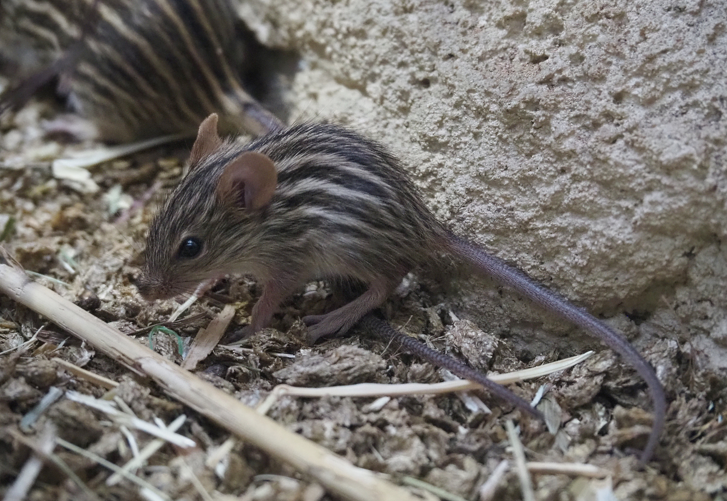 Barbary striped grass mouse (Lemniscomys barbarus), 2020-05-24