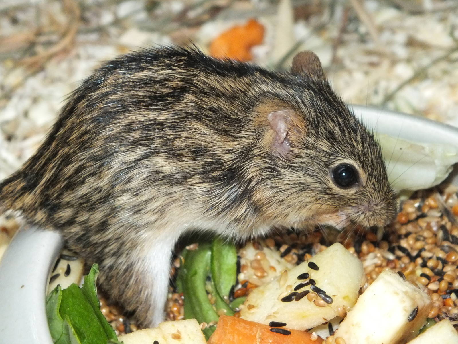 Barbary Striped Grass Mouse (Lemniscomys barbarus) at Tierpark Berlin - Apr