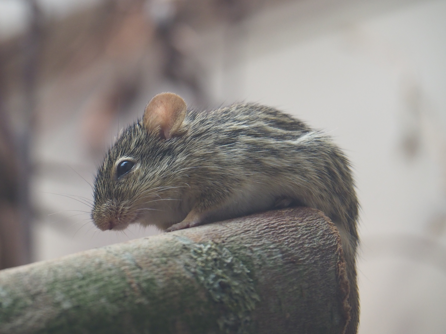 Barbary striped grass mouse (Lemniscomys barbarus), Feb 27th, 2019