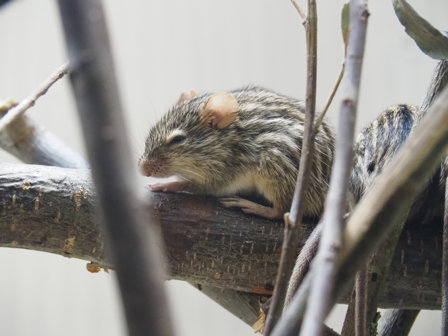 Barbary striped grass mouse (Lemniscomys barbarus)