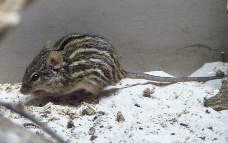 Barbary striped grass mouse (Lemniscomys barbarus)