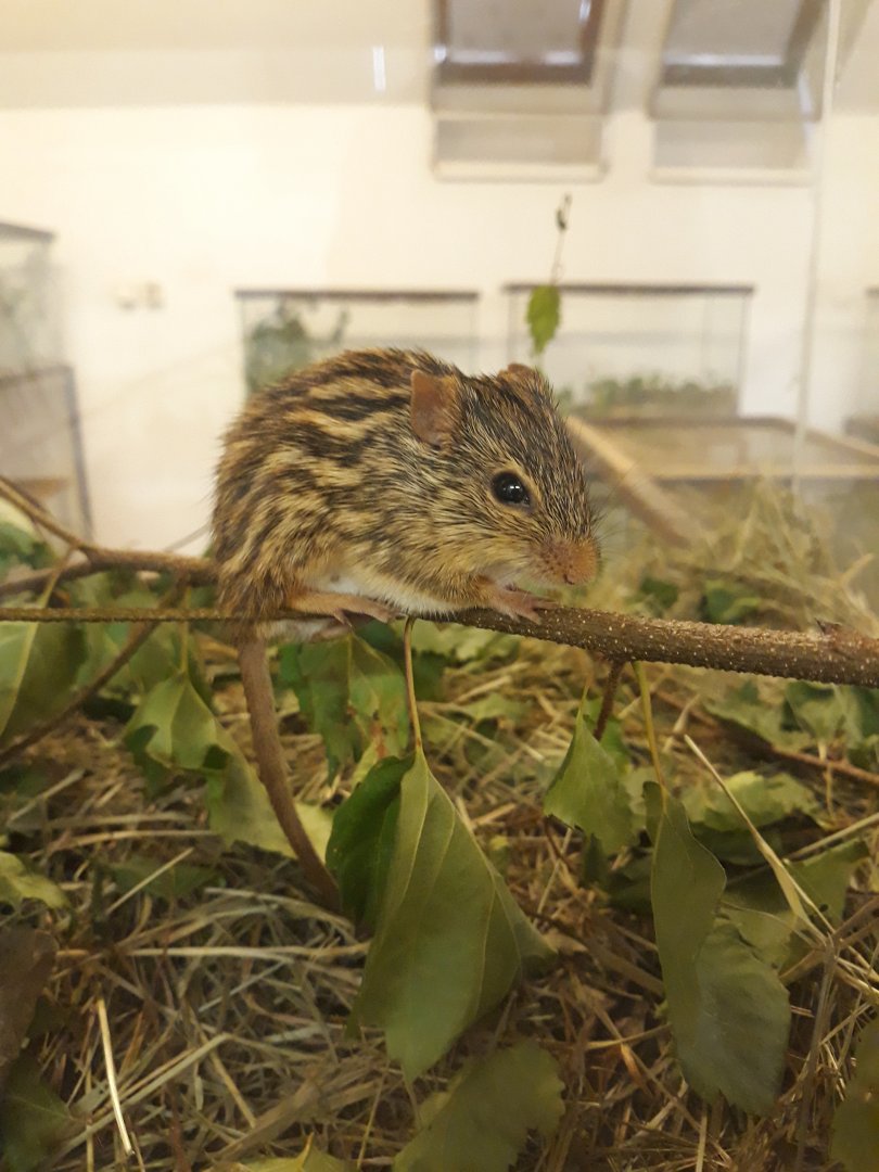 Barbary Striped Grass Mouse (Lemniscomys barbarus)