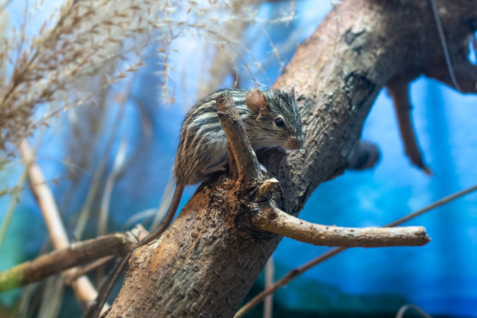 Barbary Striped Grass Mouse- (Lemniscomys barbarus)