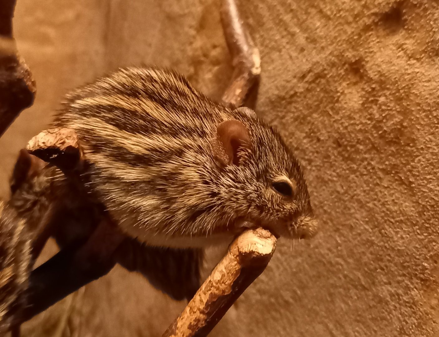Barbary striped grass mouse - Lemniscomys barbarus