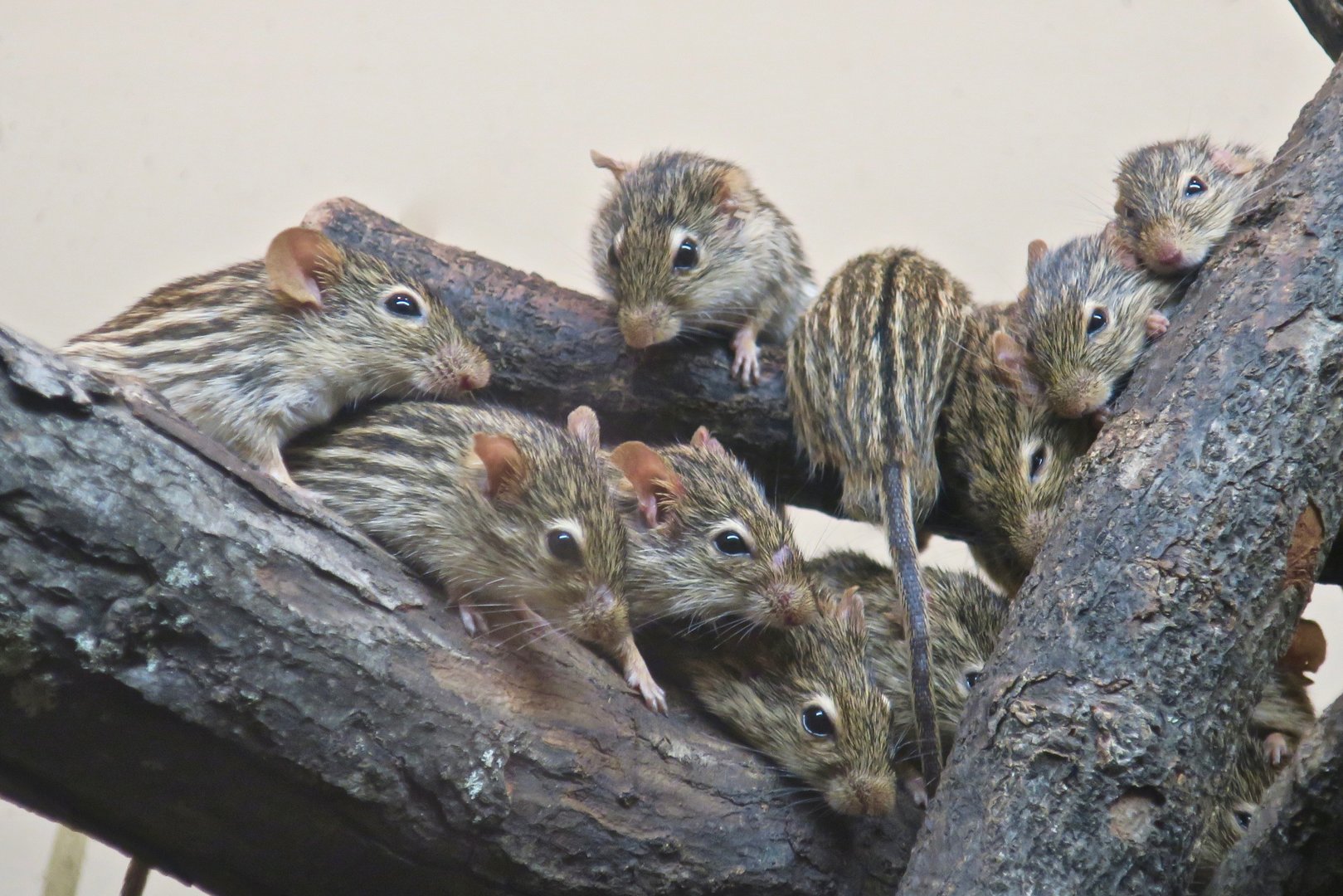 Barbary Striped Grass Mouse (Lemniscomys barbarus)