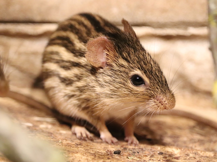 Barbary striped grass mouse (Lemniscomys barbarus)