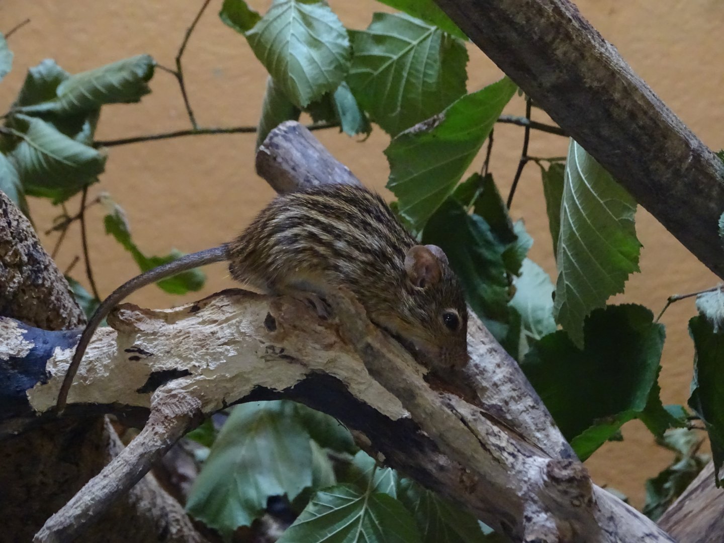 Barbary striped grass mouse (Lemniscomys barbarus)