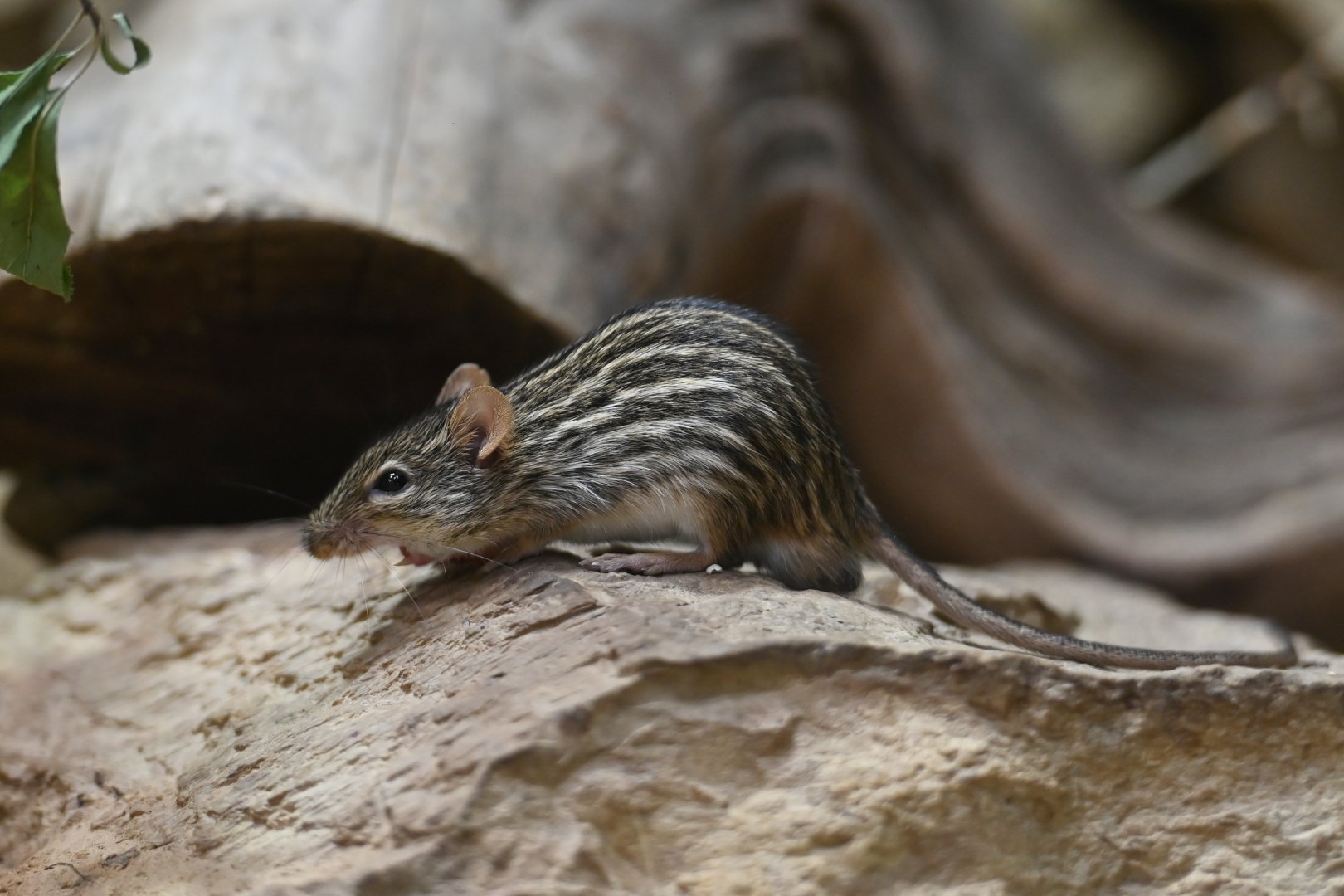 Barbary striped grass mouse Lemniscomys barbarus