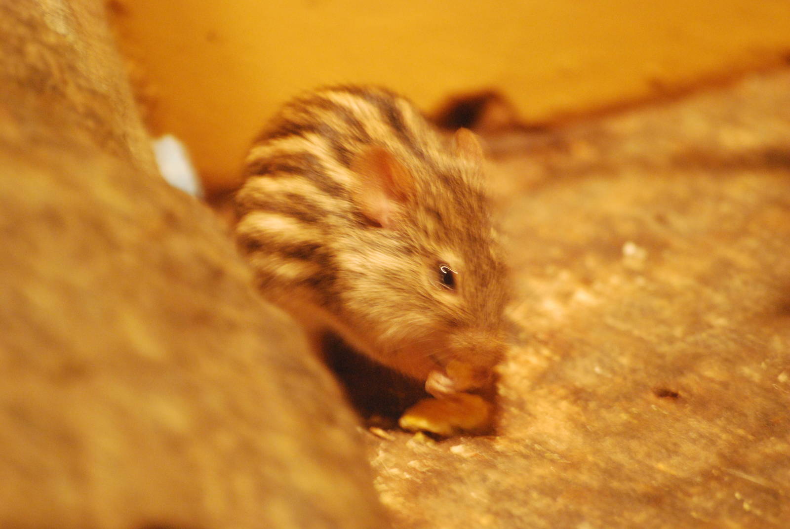 Barbary striped grass mouse
