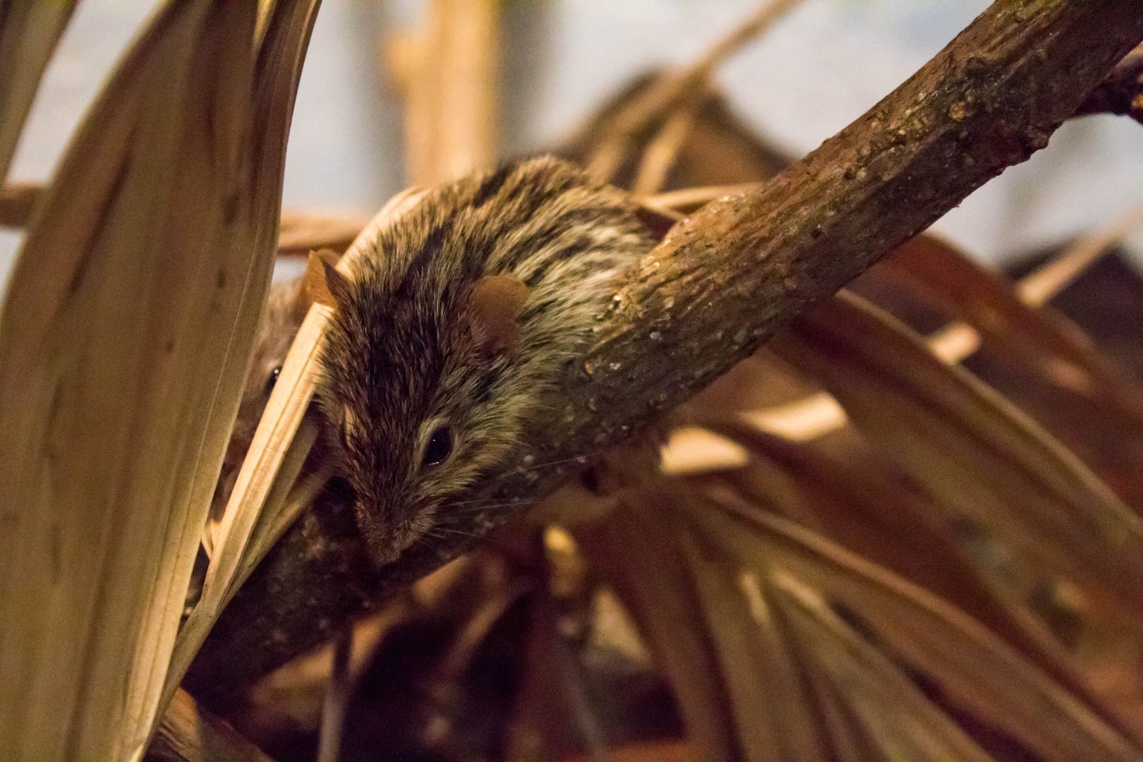 Barbary striped grass mouse