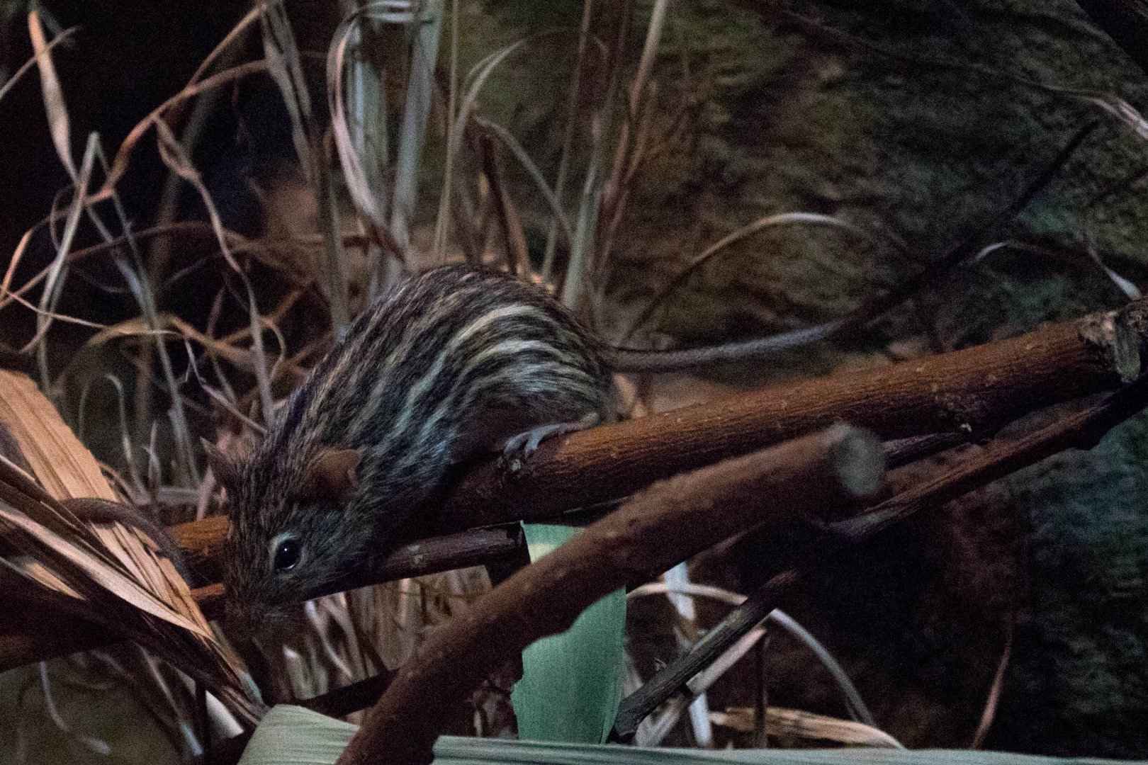 Barbary striped grass mouse