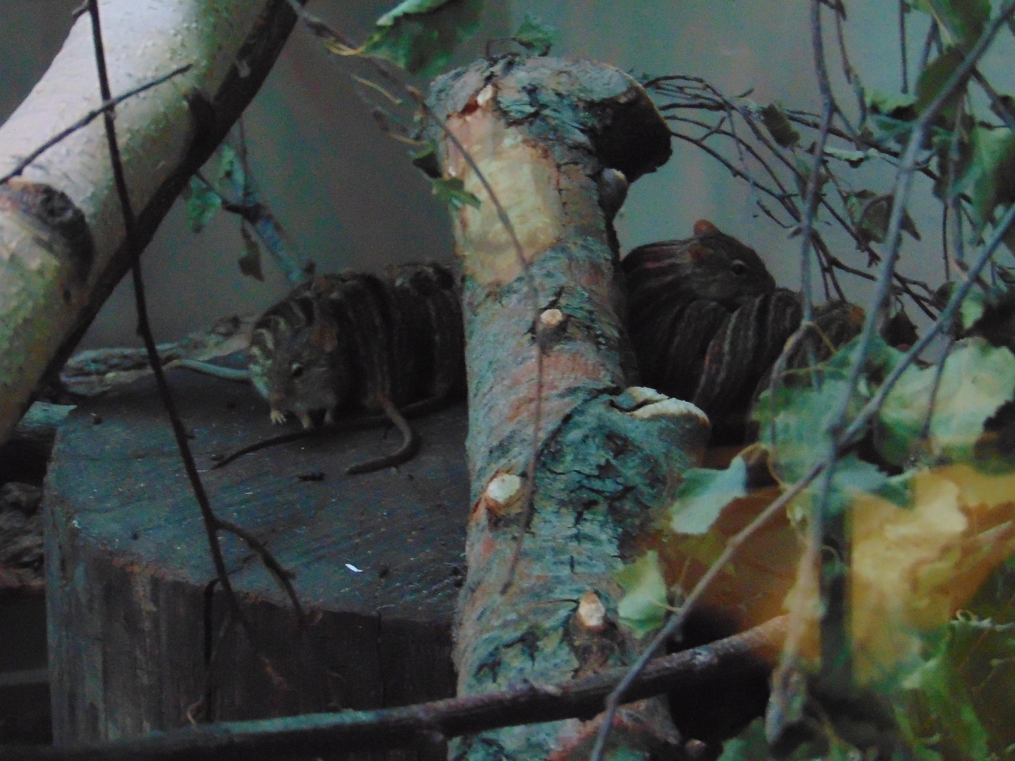 Barbary Striped Grass Mouse