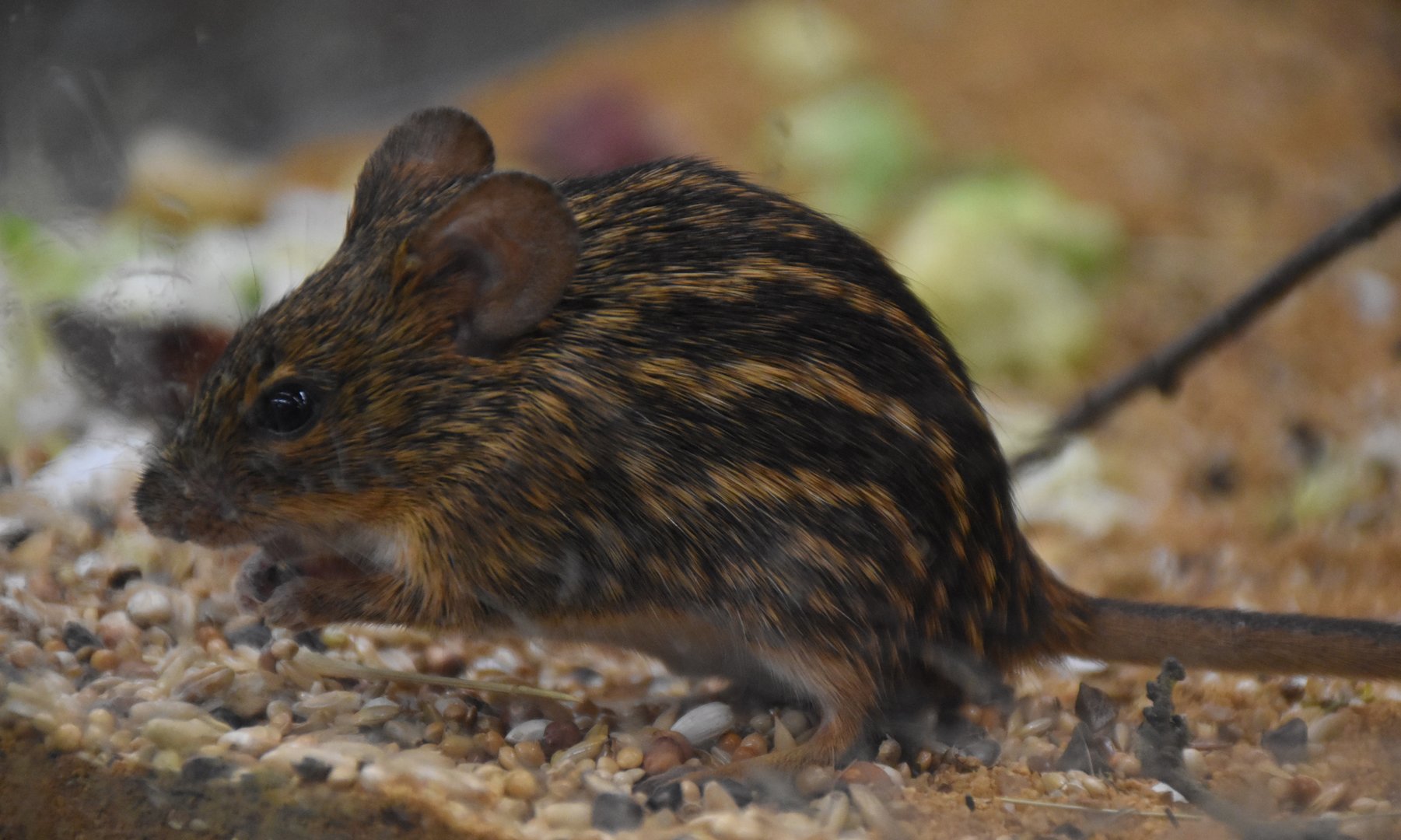 Barbary striped grass mouse