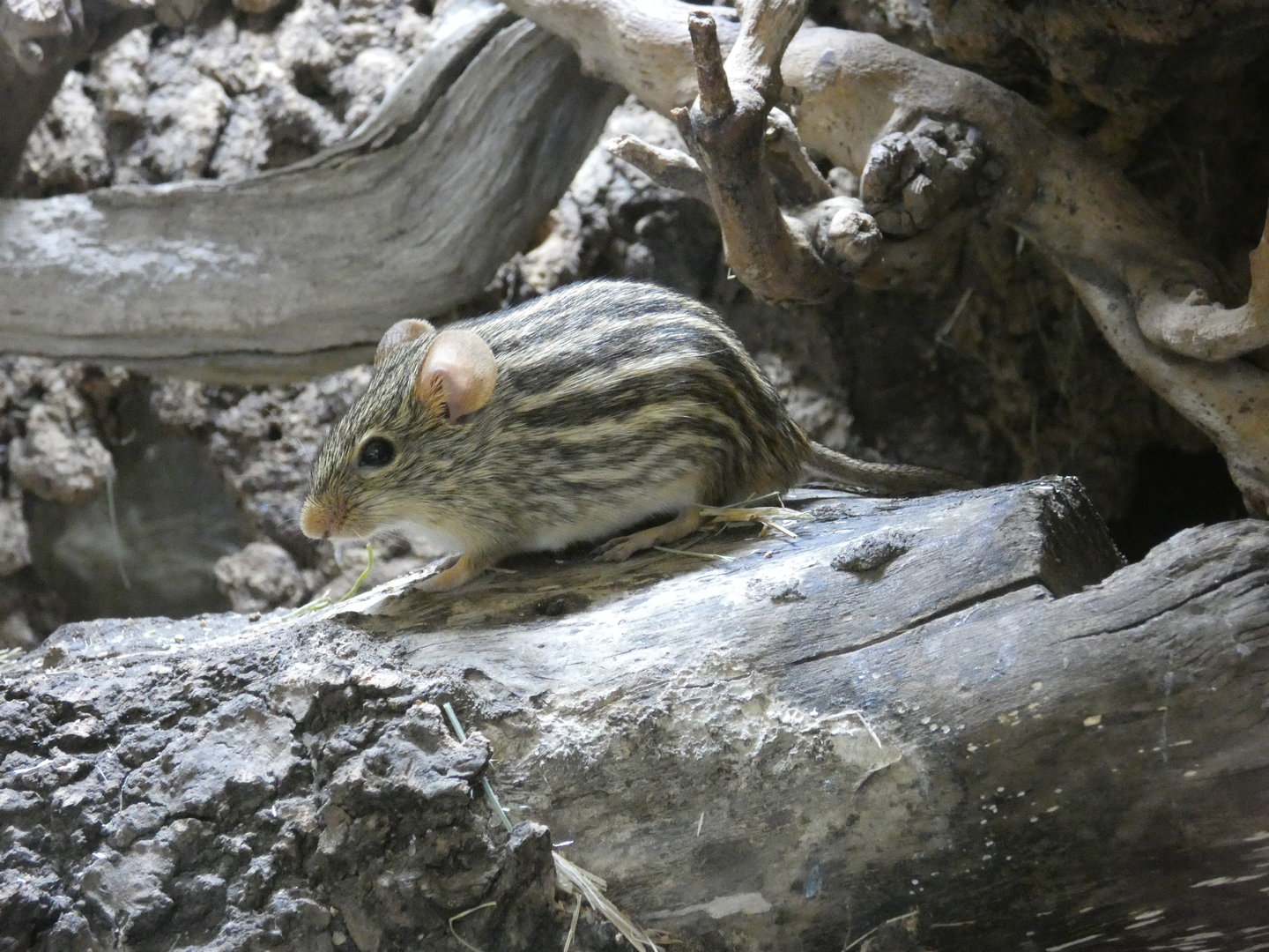 Barbary striped grass mouse
