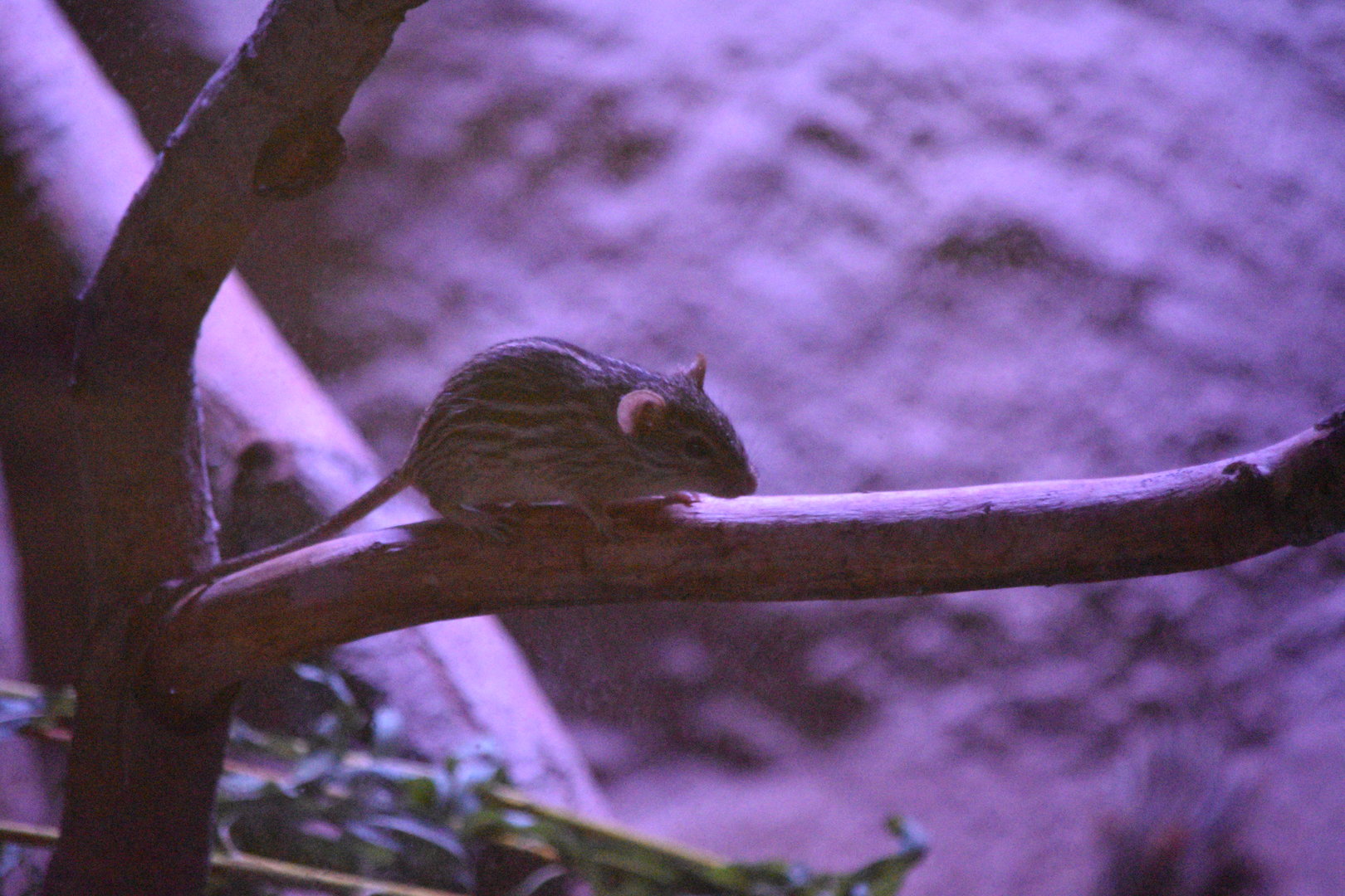 Barbary Striped Grass Mouse