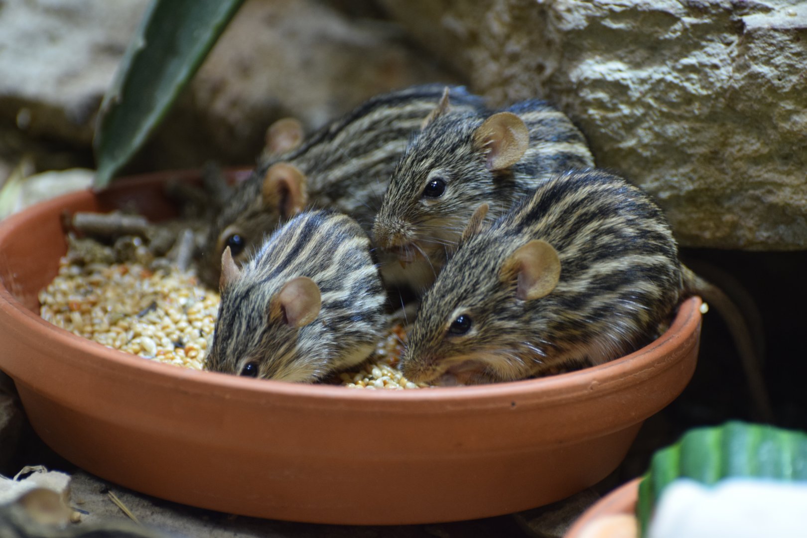 Barbary striped grass mouse