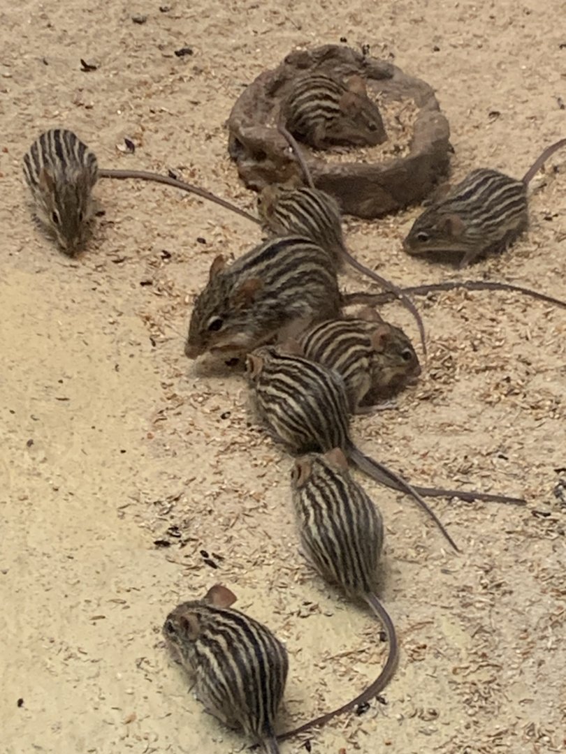 Barbary striped grass mouse