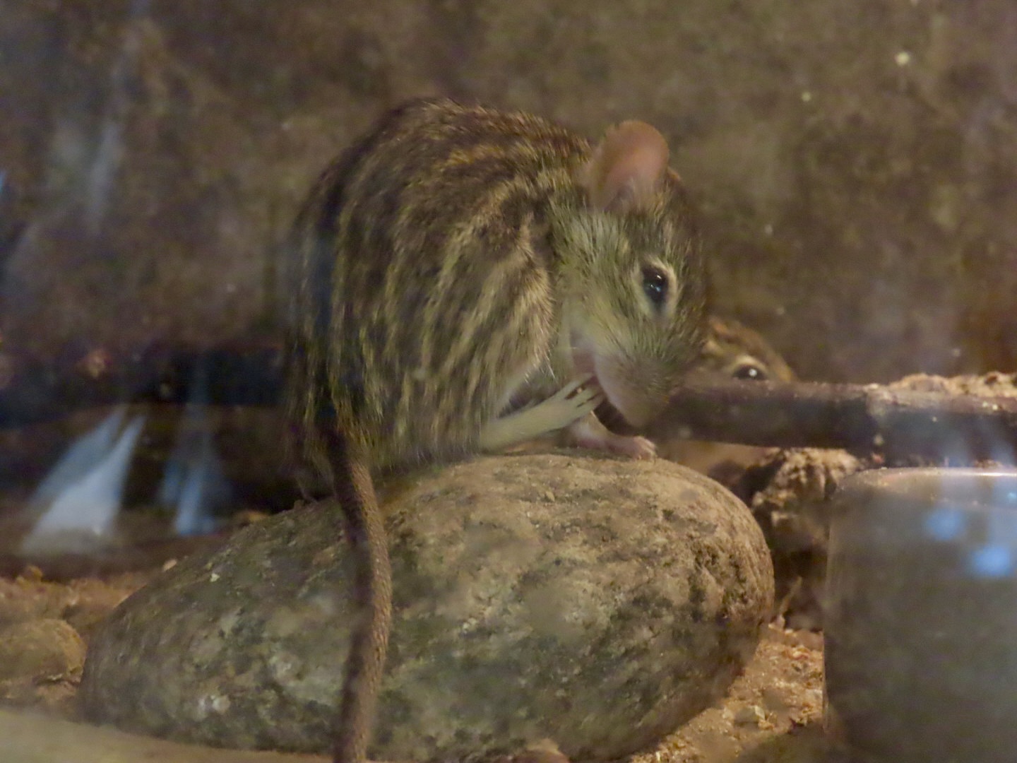 Barbary Striped Grass Mouse