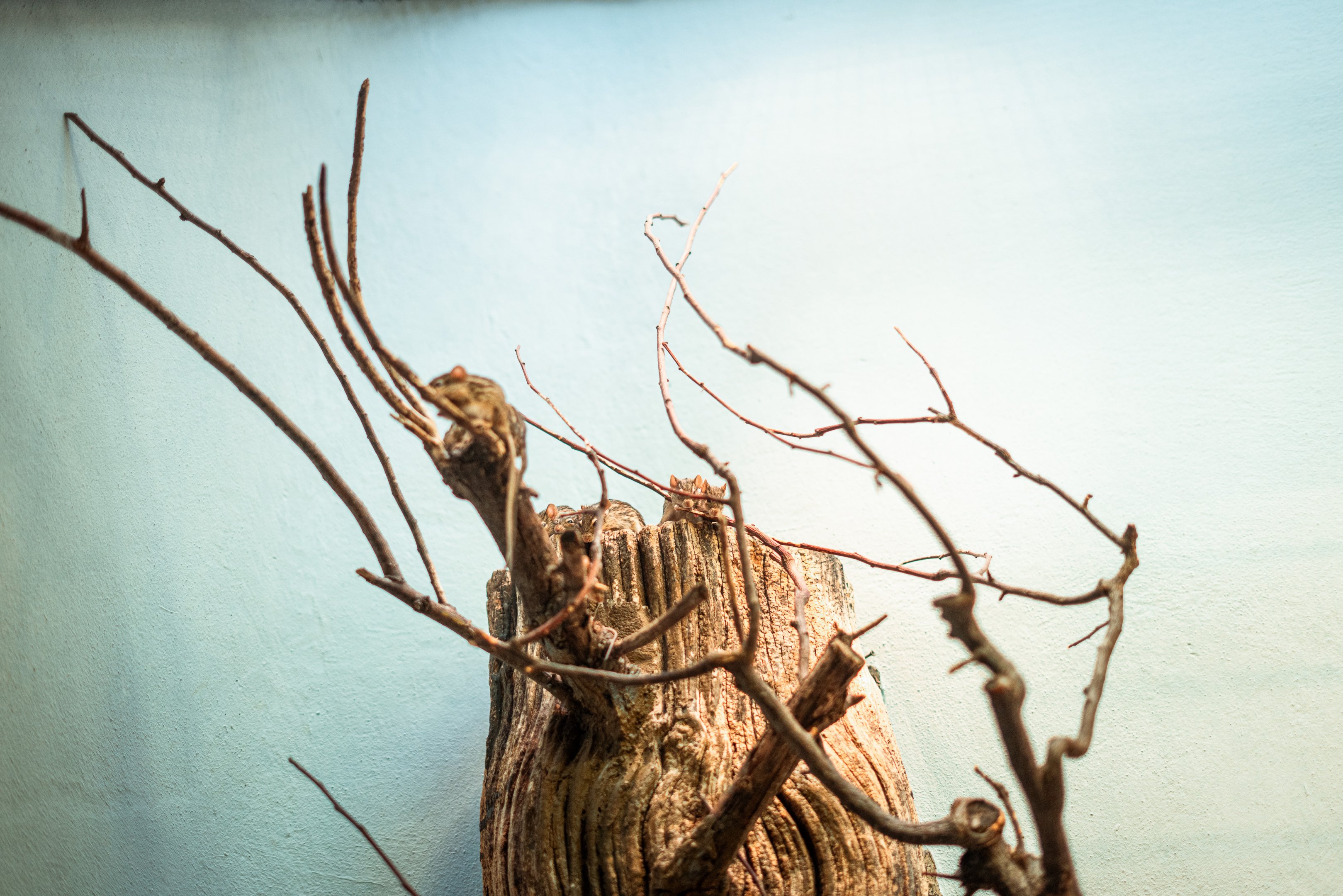 Barbary striped grass mouse