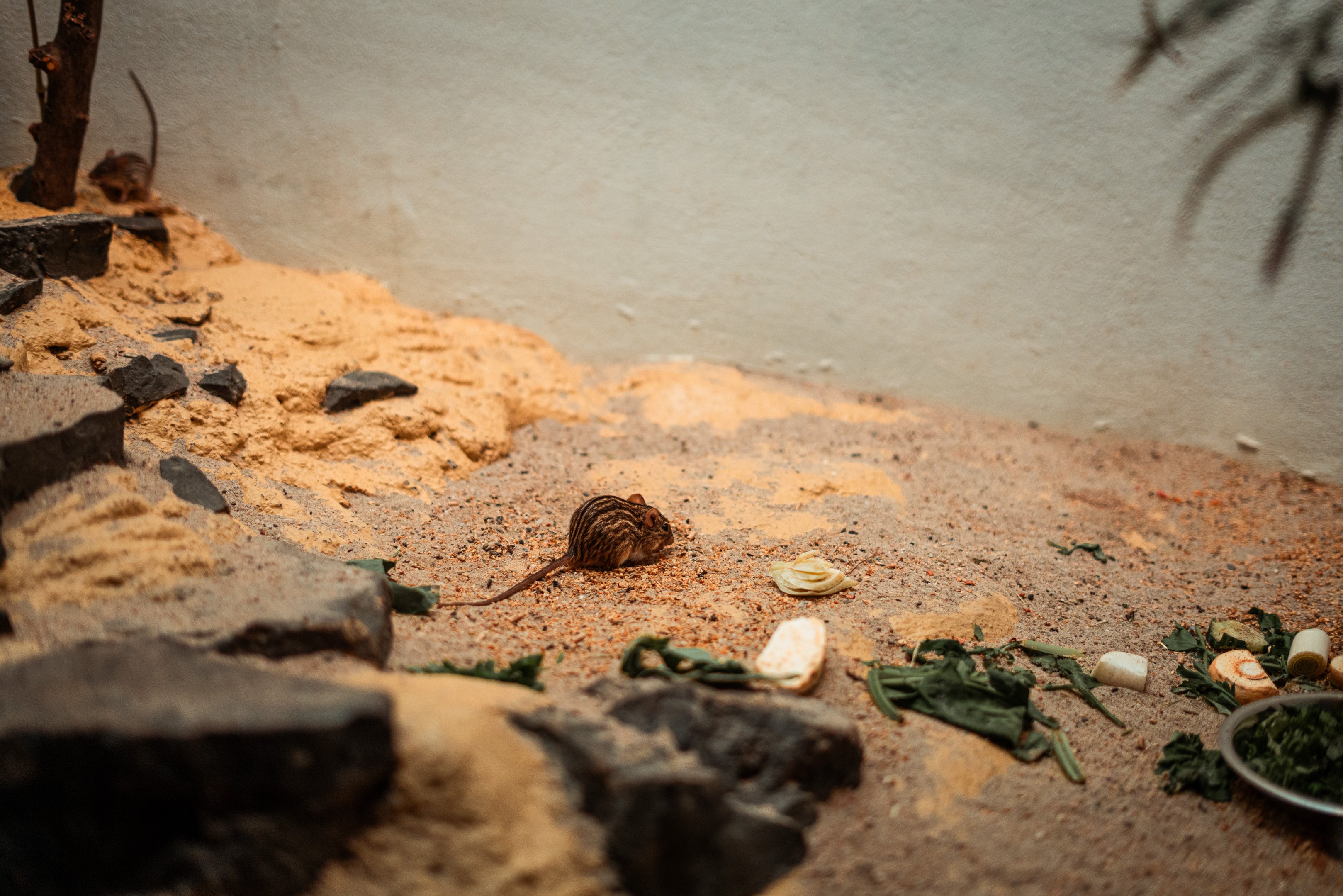 Barbary striped grass mouse