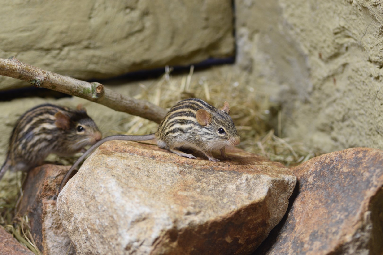Barbary striped grass mouse