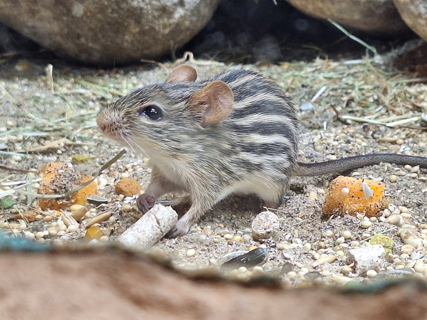 Barbary Striped Grass Mouse