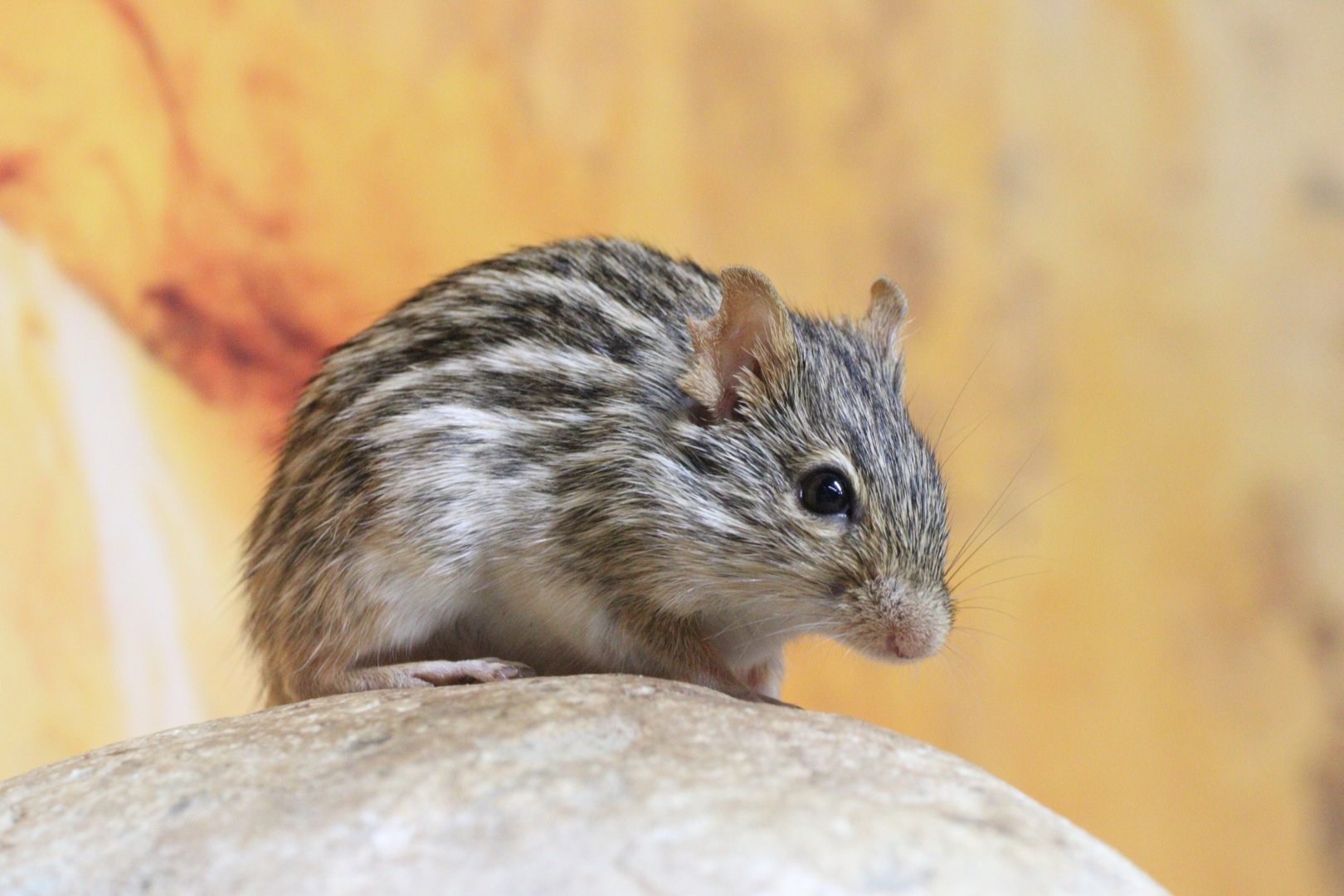 Barbary Striped Grass Mouse