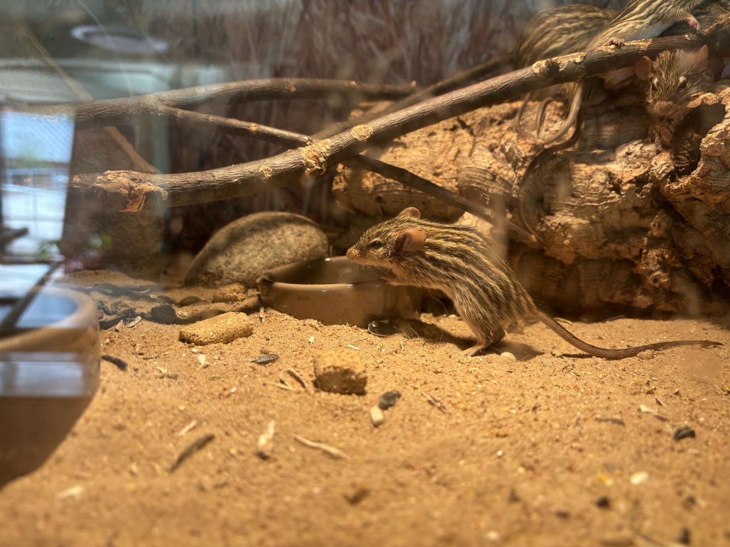 Barbary Striped Grassland Mouse