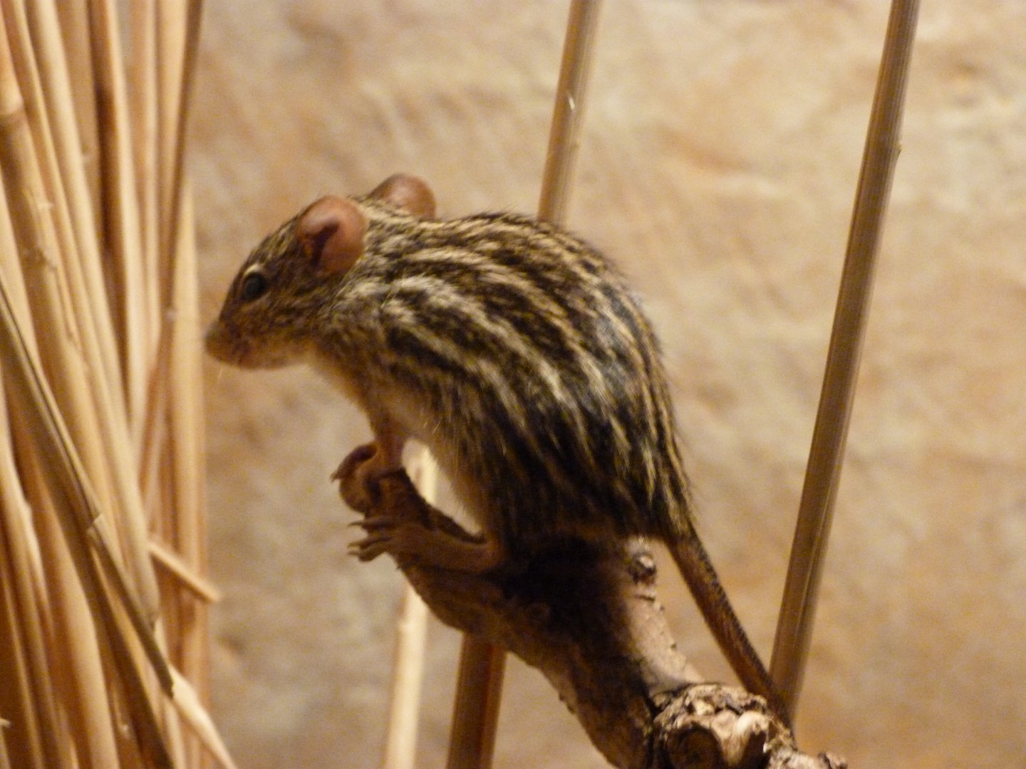 Barbary striped mouse -Zoo Praha (2025)