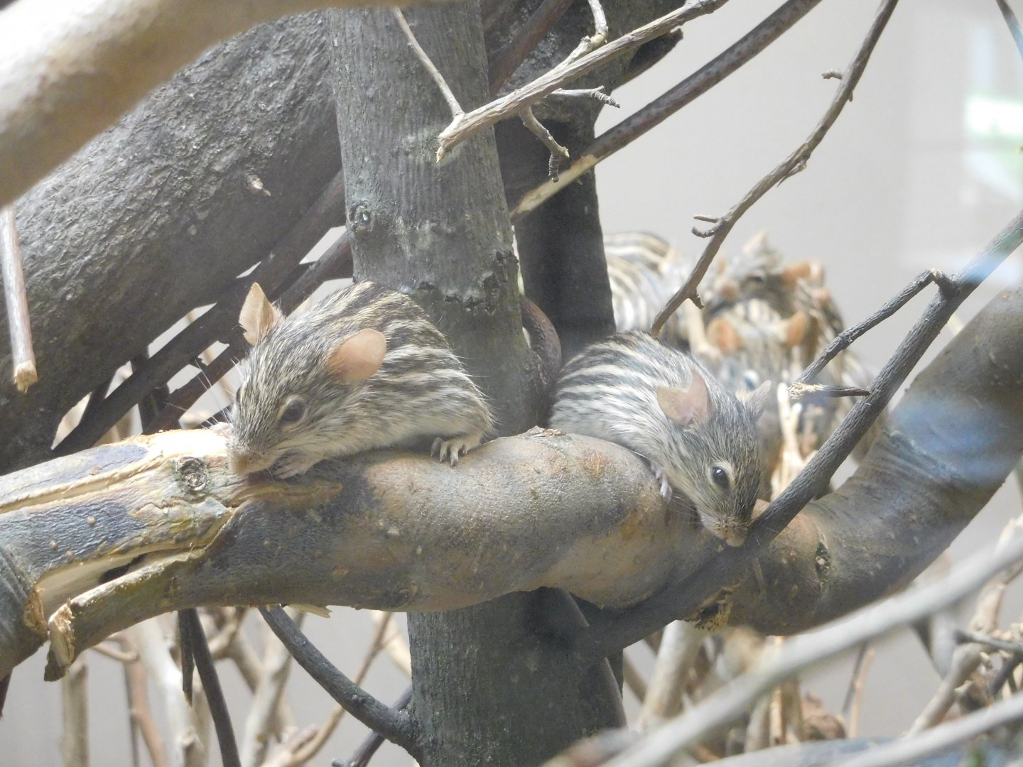 Barbary Striped Mouse