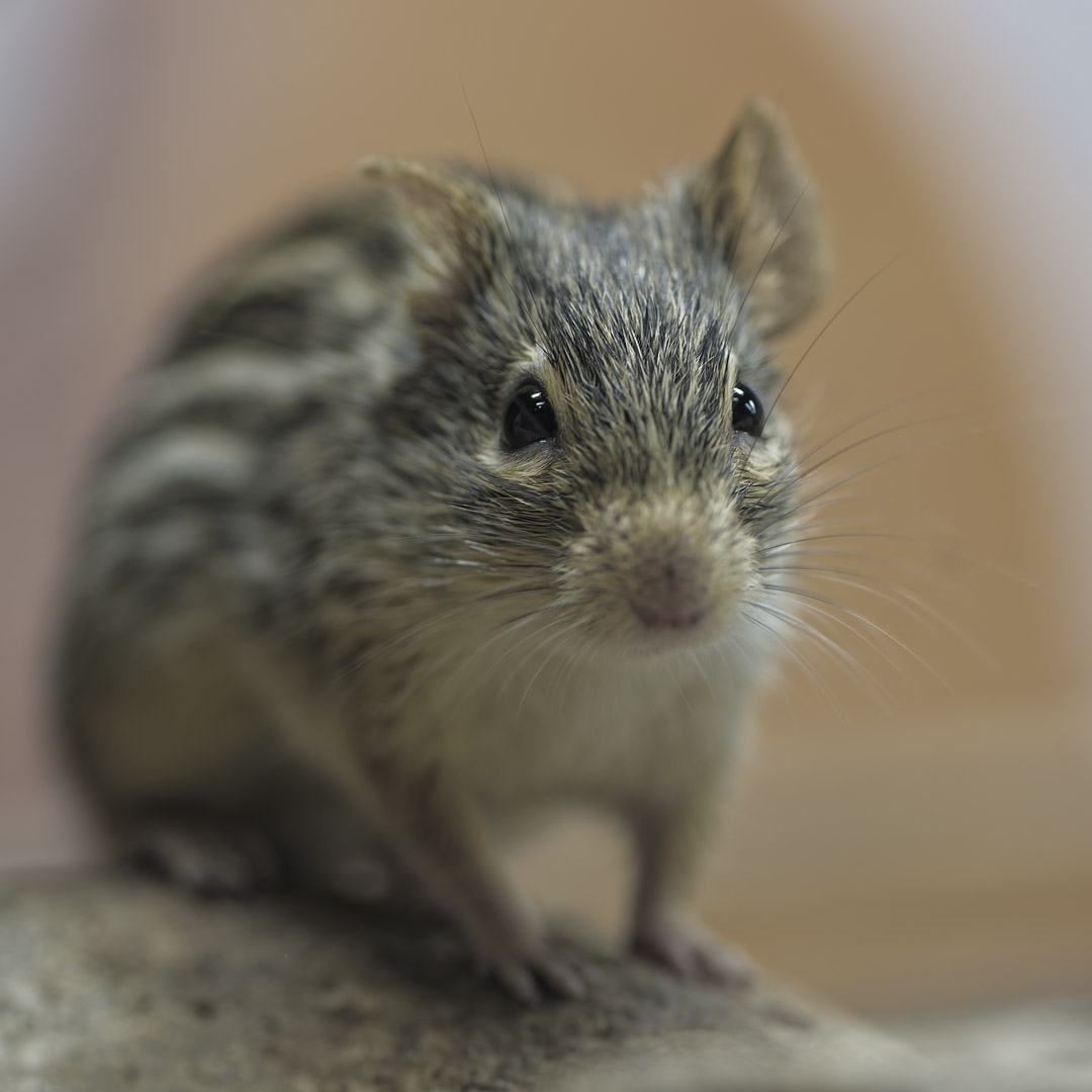 Barbary striped mouse