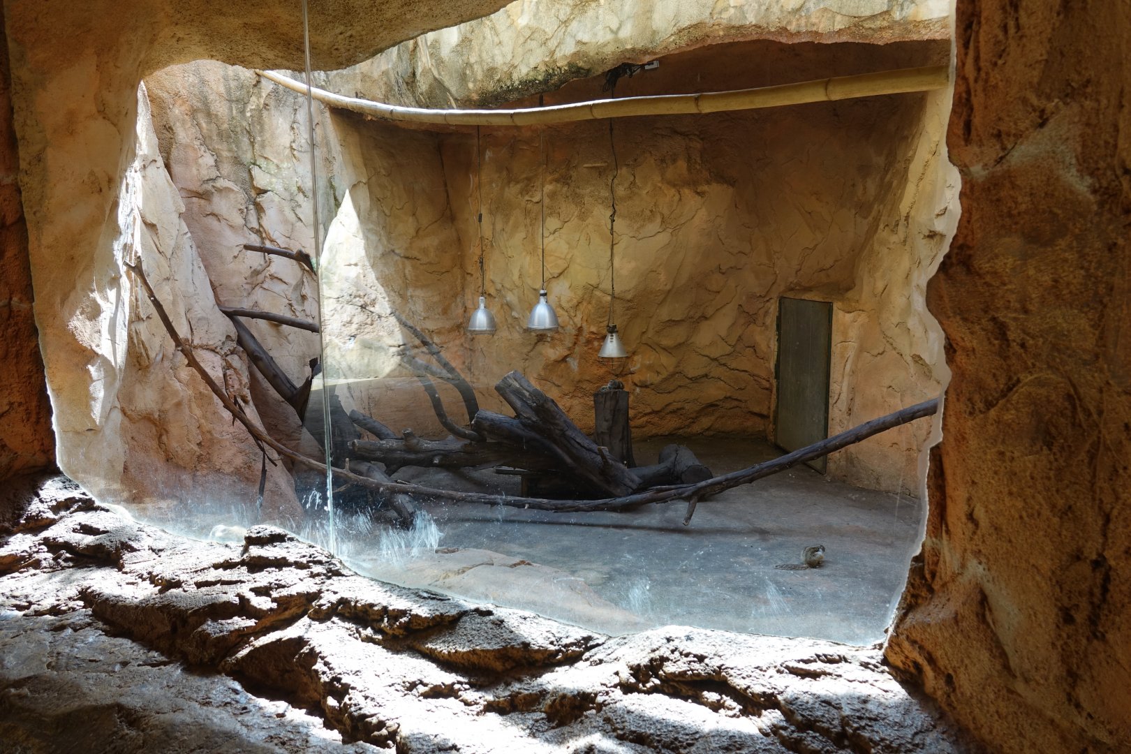 Barbary Striped Squirrel Enclosure