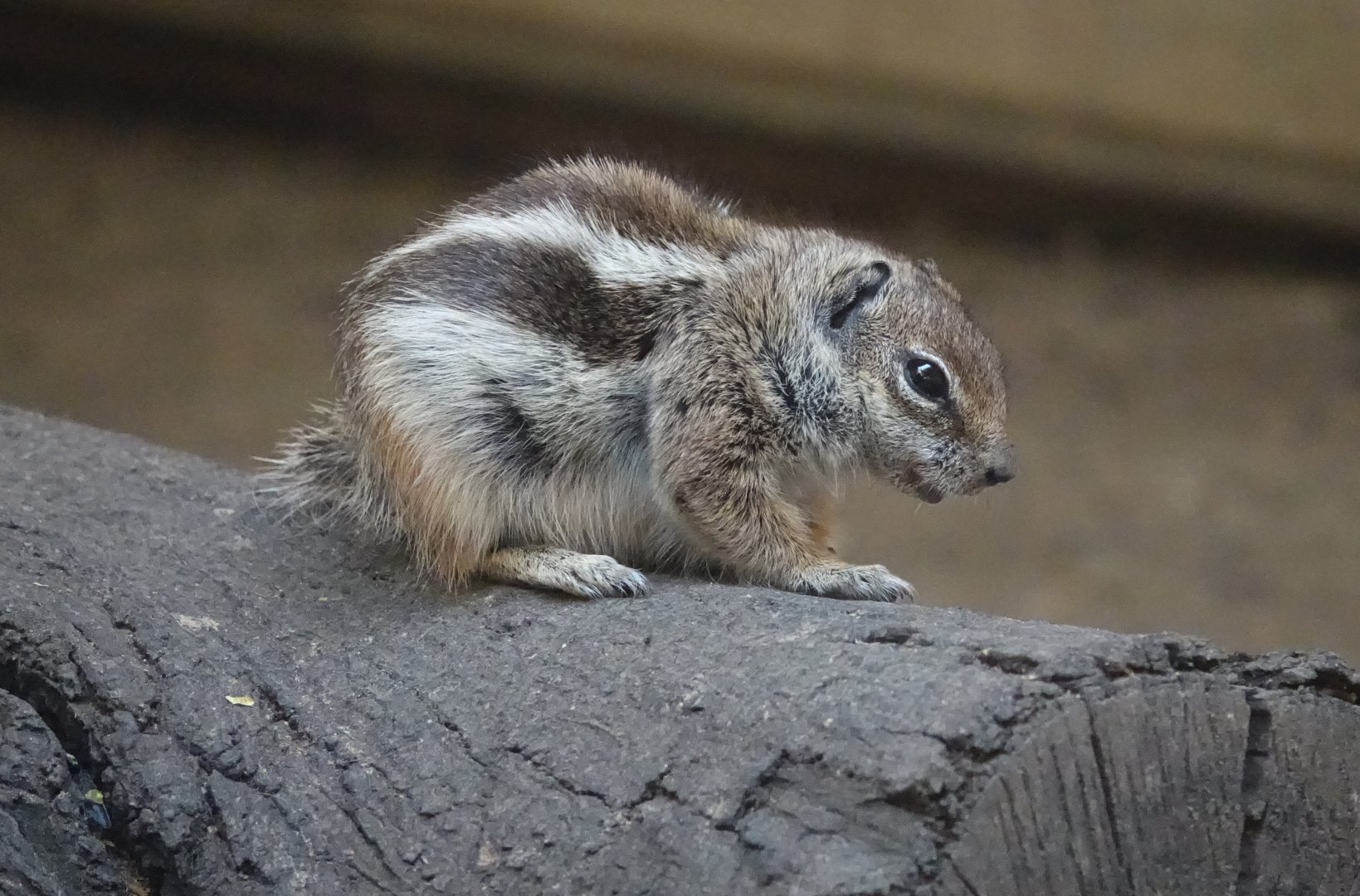 Barbary Striped Squirrel