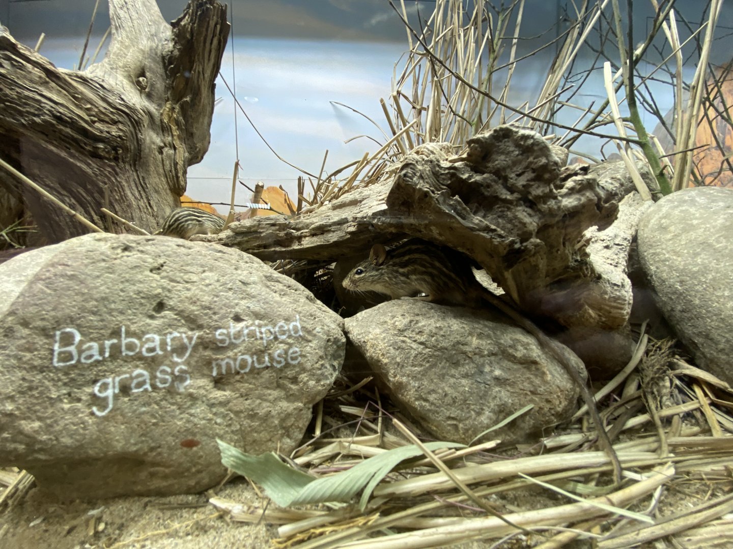 Barbary stripped grass mouse