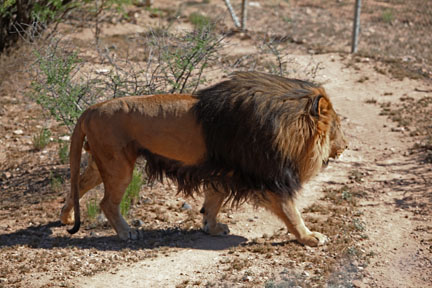 barbary type lion