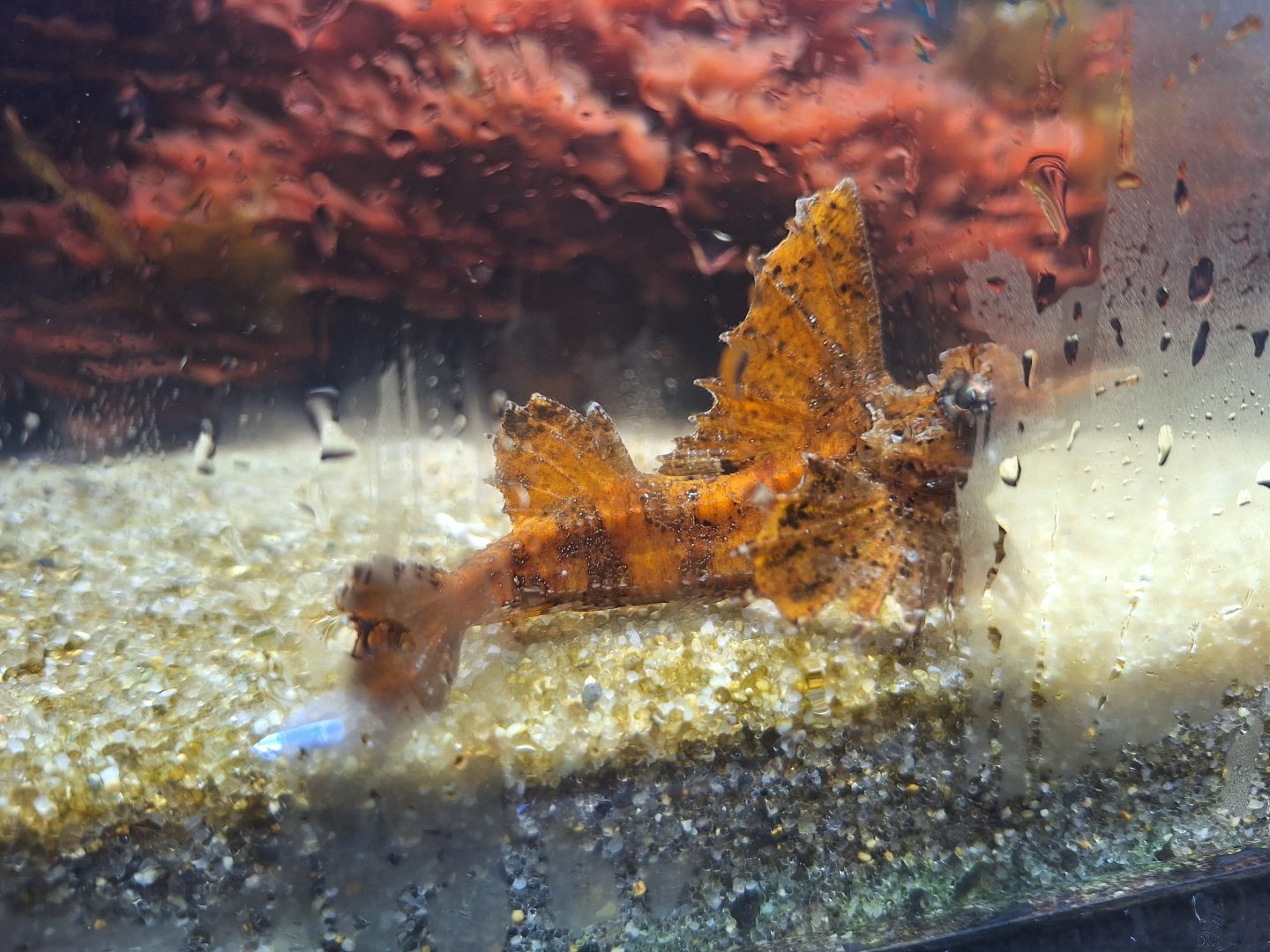 Barbed Hunchback Poacher (Agonomalus proboscidalis)