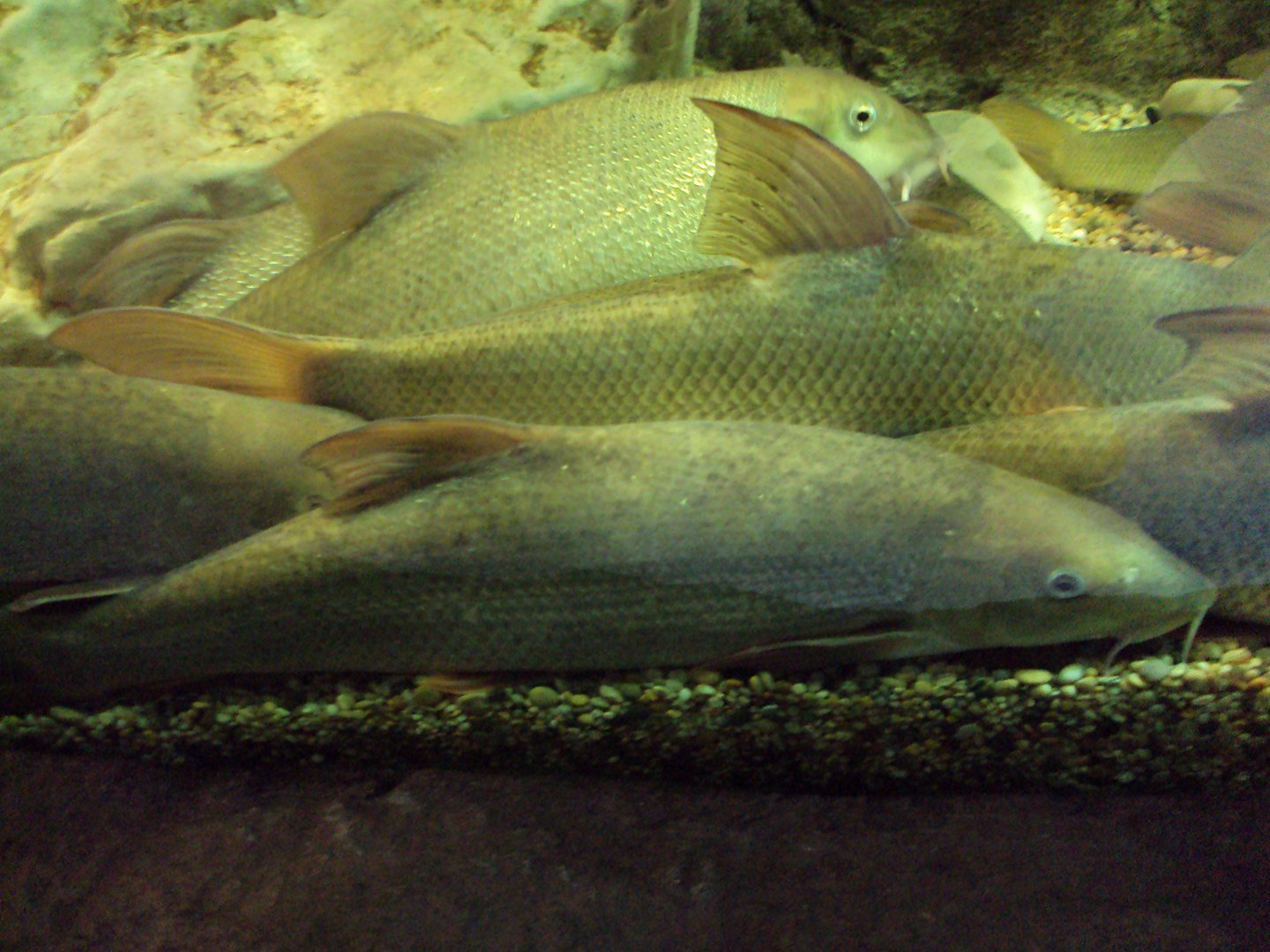 Barbel (Barbus barbus) 26/01/2020