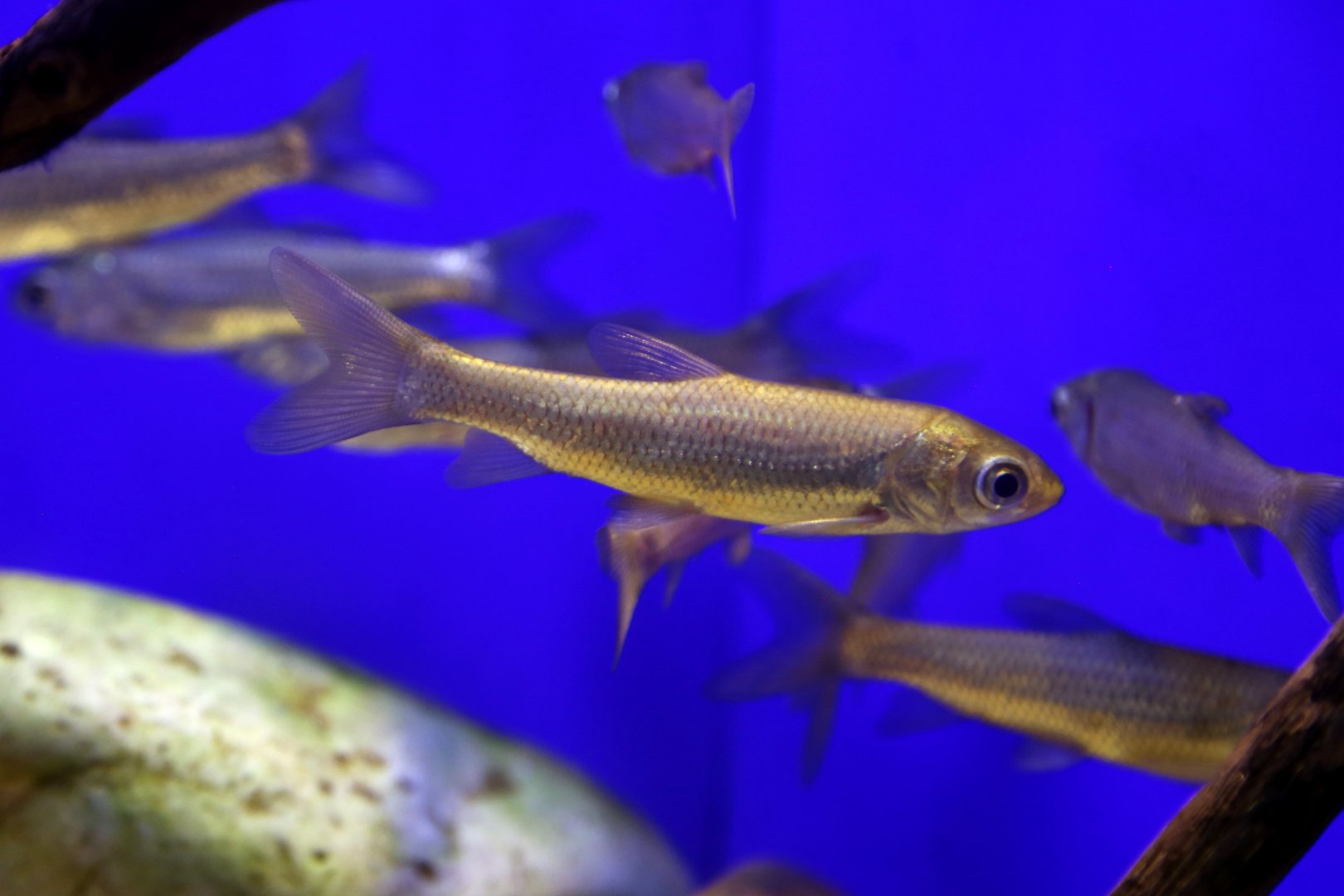 Barbel Chub (Squaliobarbus curriculus)