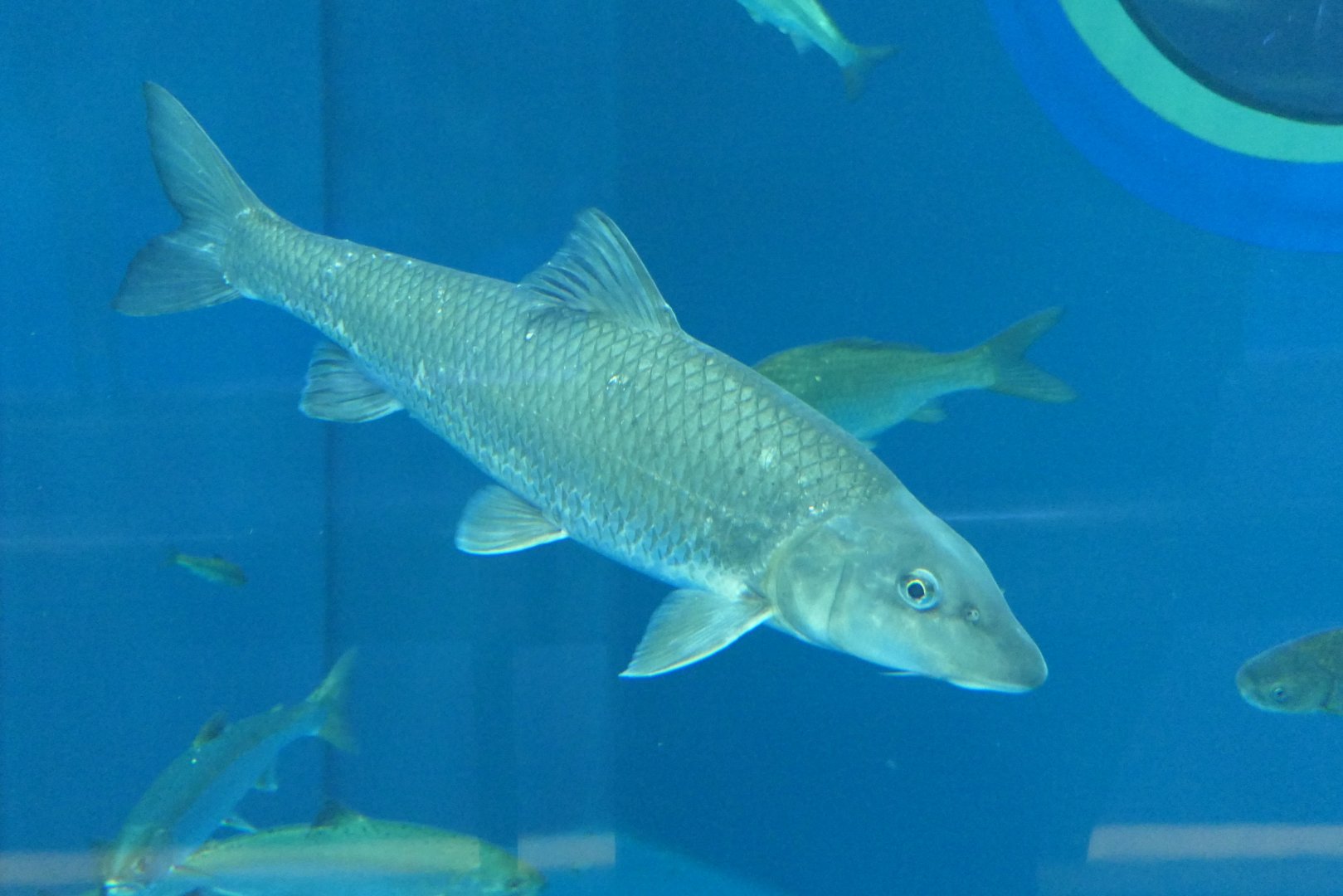 Barbel Steed (Hemibarbus labeo) - Lake Biwa Museum