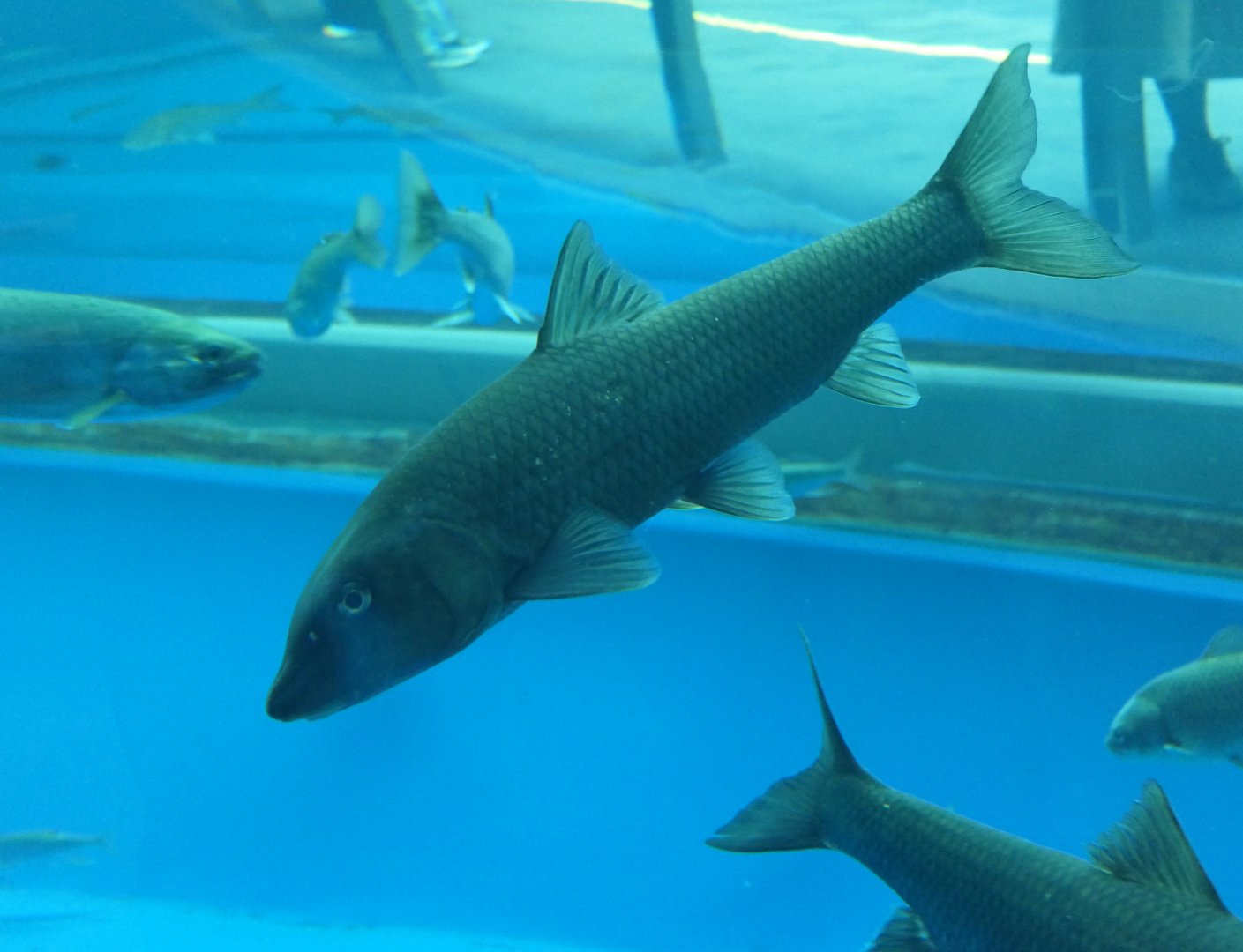 Barbel Steed (Hemibarbus labeo) - Lake Biwa Museum