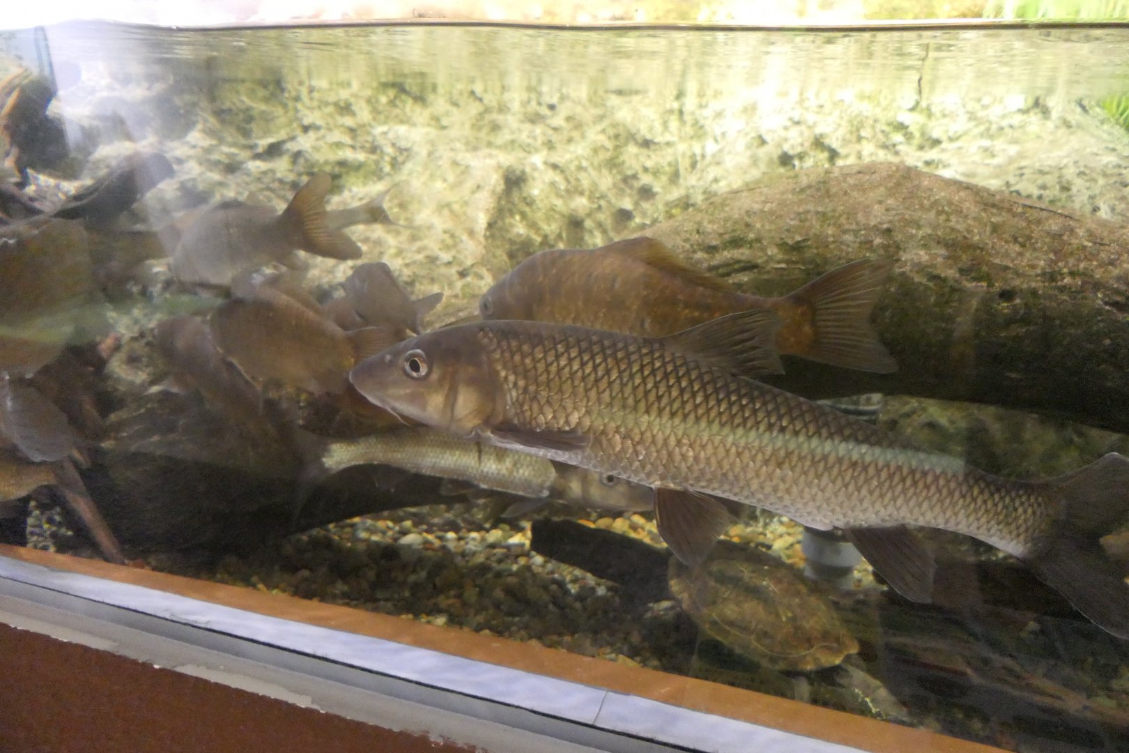 Barbel Steed (Hemibarbus labeo) - Uozu Aquarium