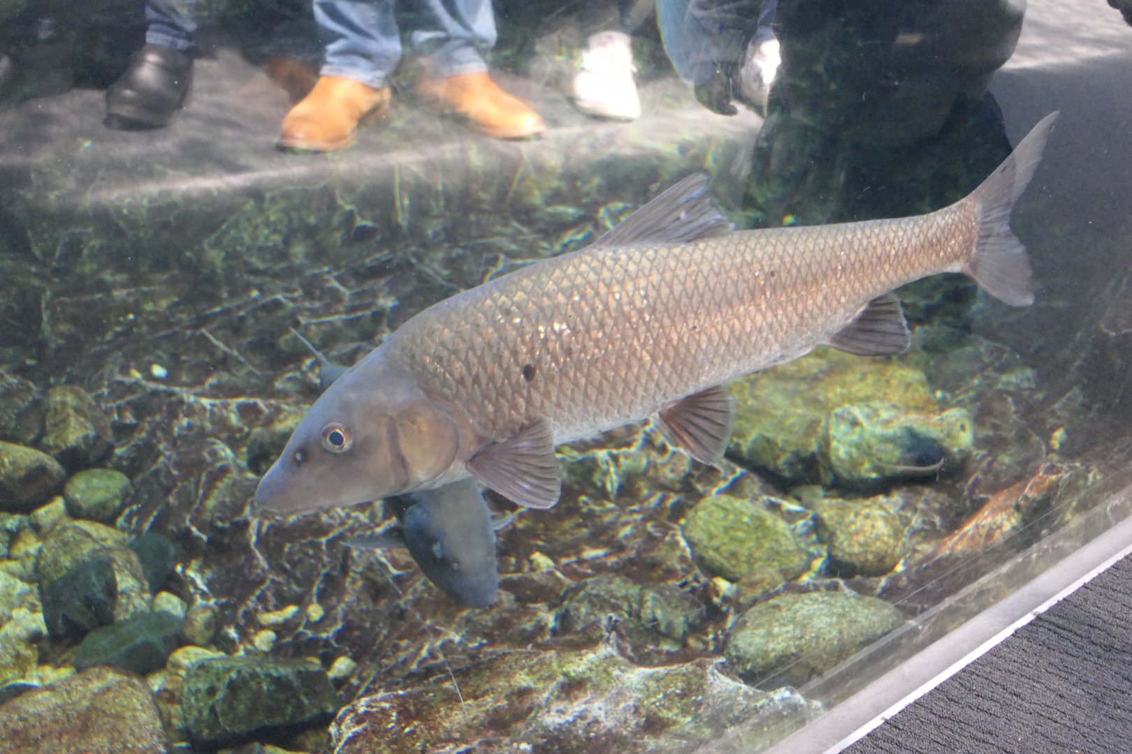 Barbel Steed (Hemibarbus labeo)