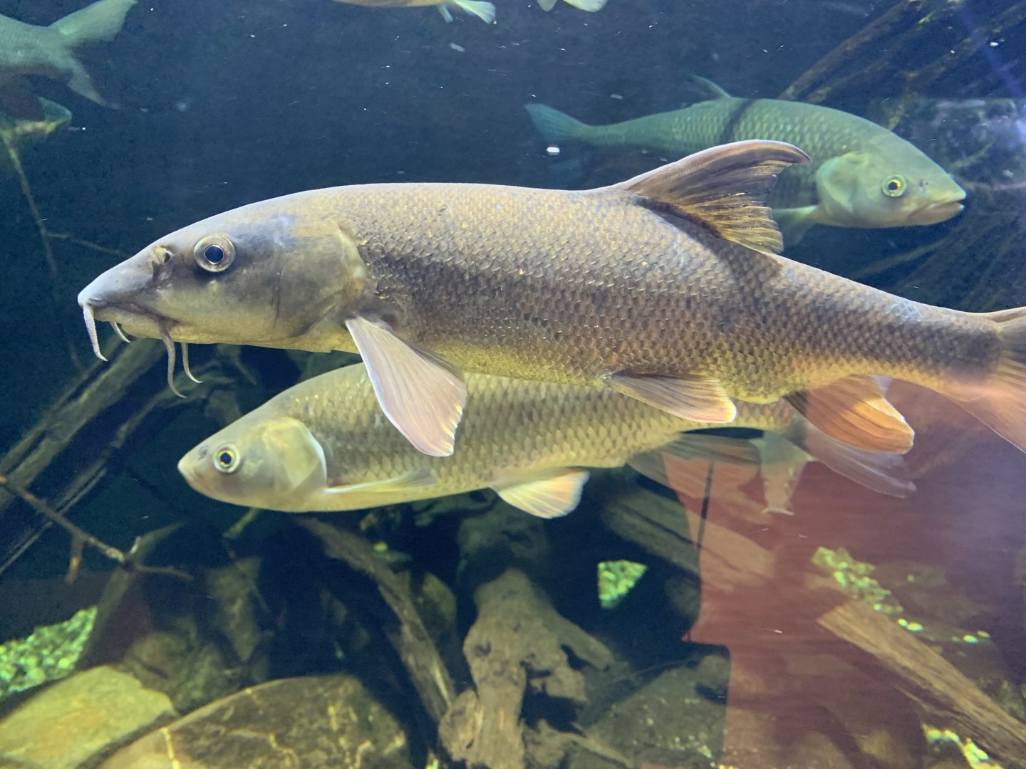 Barbels and European chubs