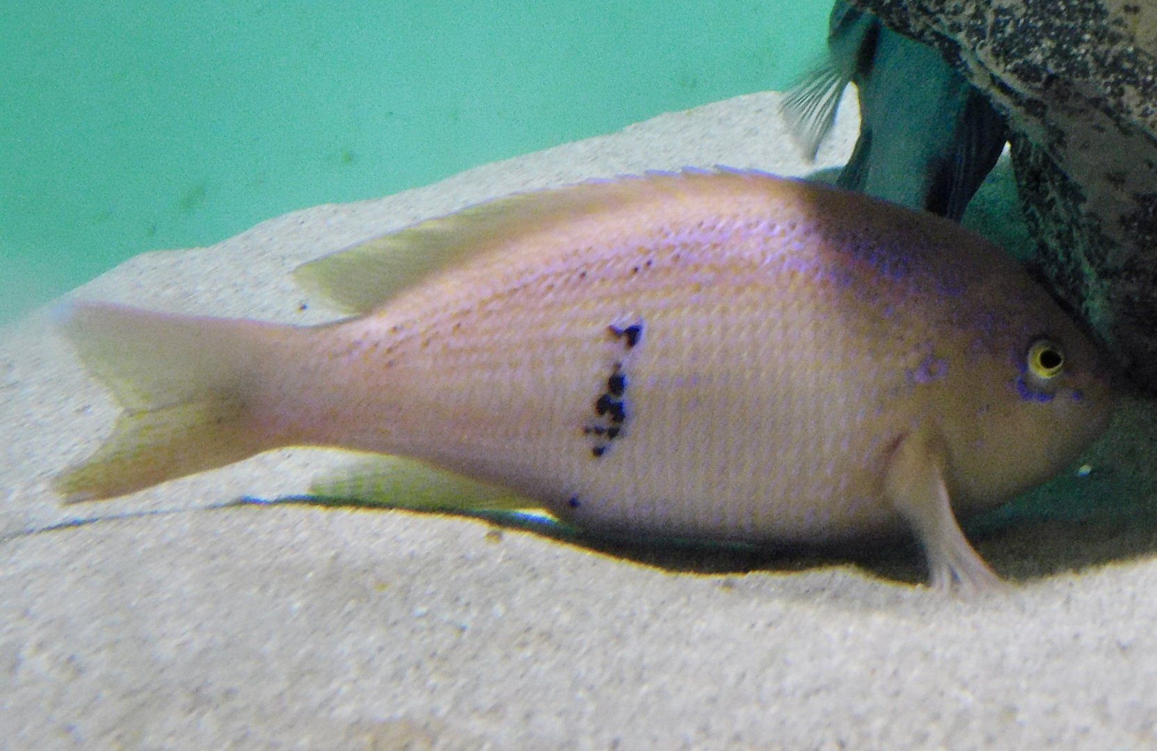 Barber Perch (Caesioperca rasor) November 8, 2025