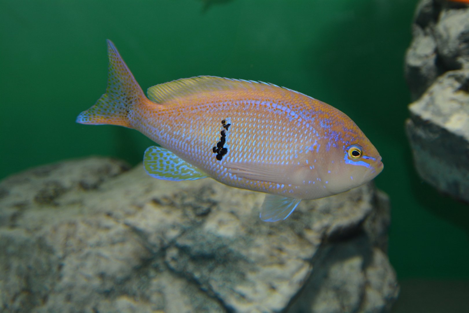 Barber perch (Caesioperca rasor)