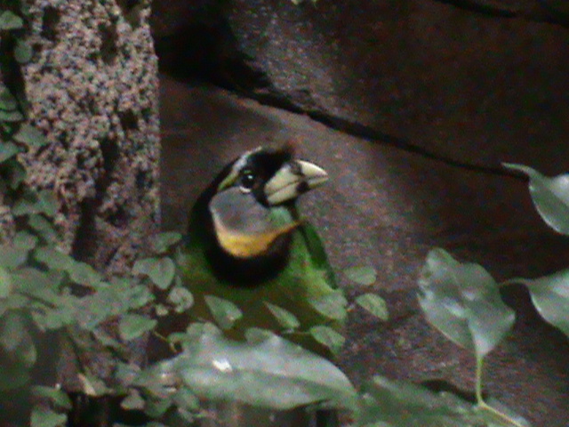 barbet species? 041211