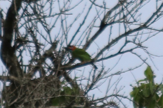 Barbet Species with Strange Red Patterning, ID? - Kaeng Krachan National Park